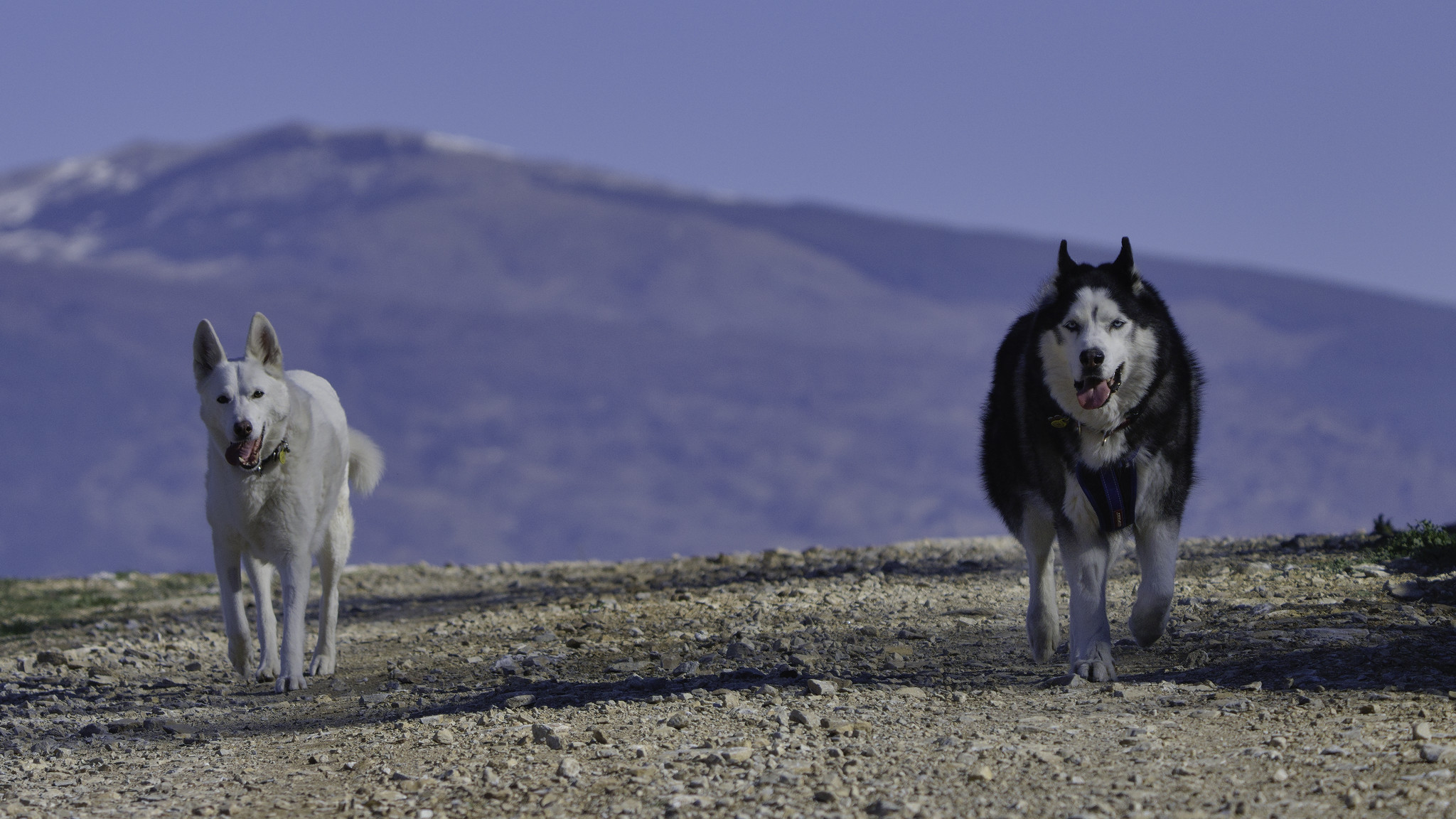 Two dogs trot along a dirt road with some mountains behind