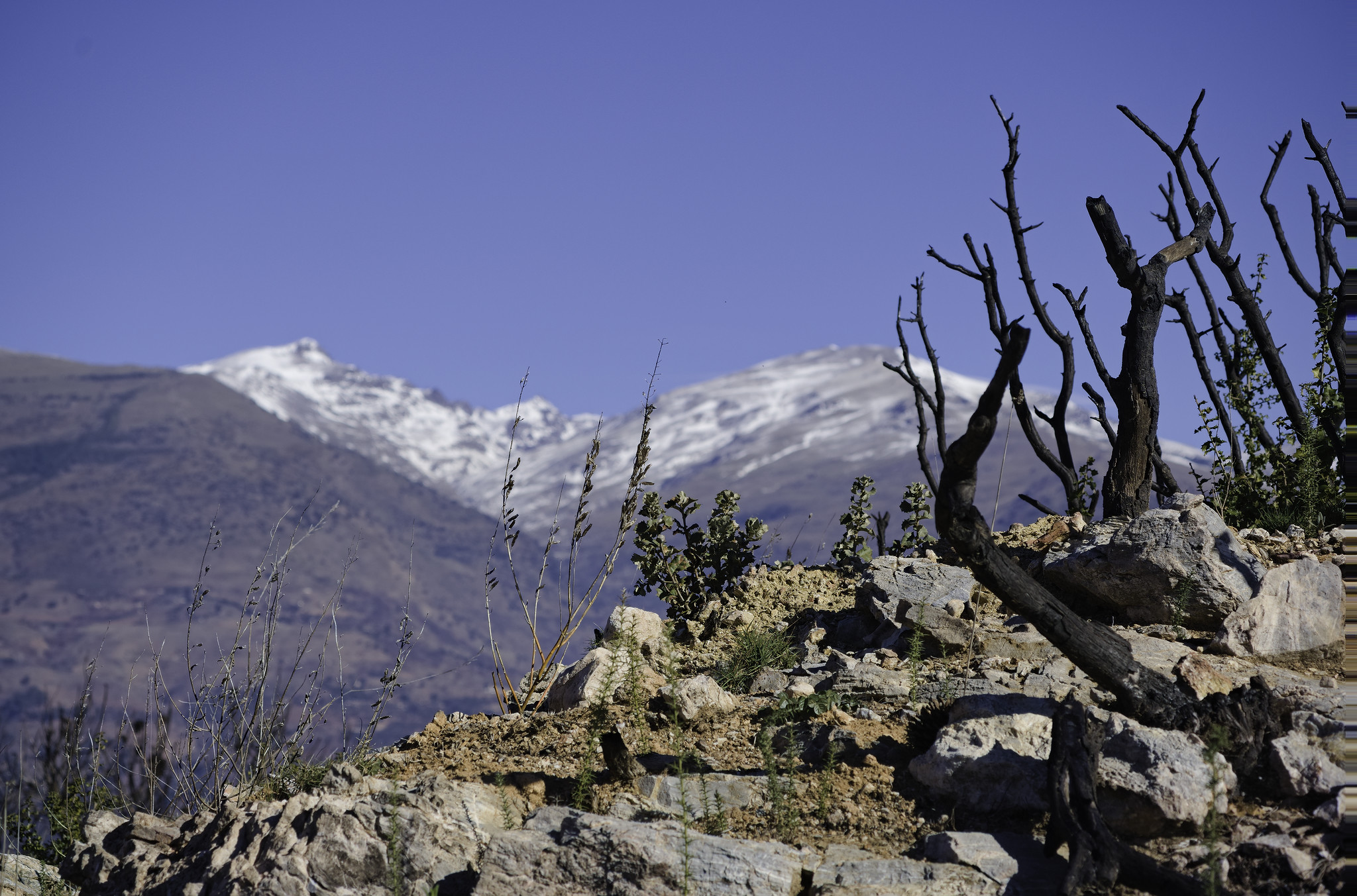 Some burnt tree stumps come out of rocky ground whilst new green plant growth starts to appear. Snow mountains behind