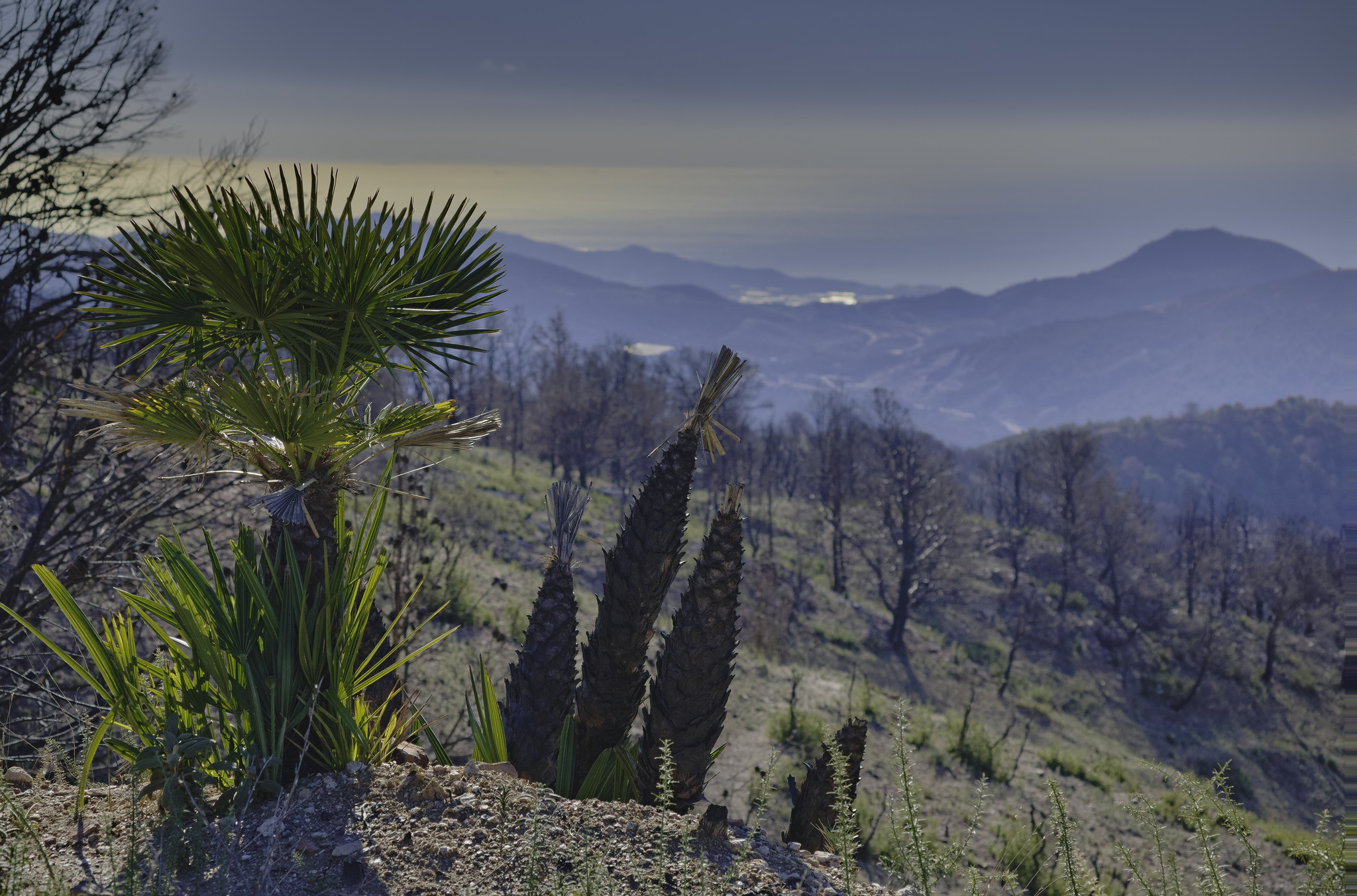 Out of a barren and burnt hillside some lush green cactus type plants start to emerge