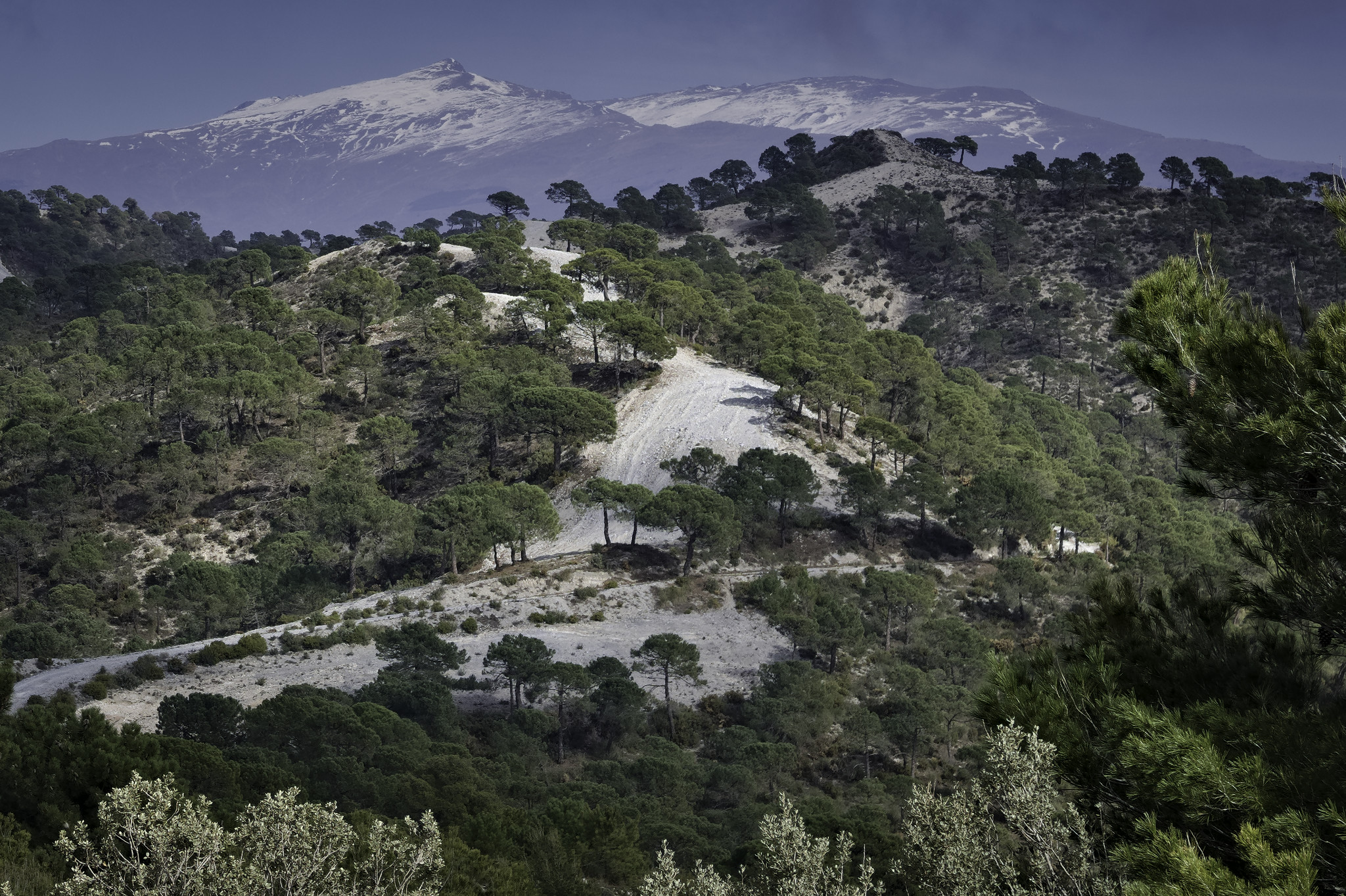 Lots of trees and shrubs in the foreground are split by a wide firebreak. Behind these green hills rises a snow covered mountain 