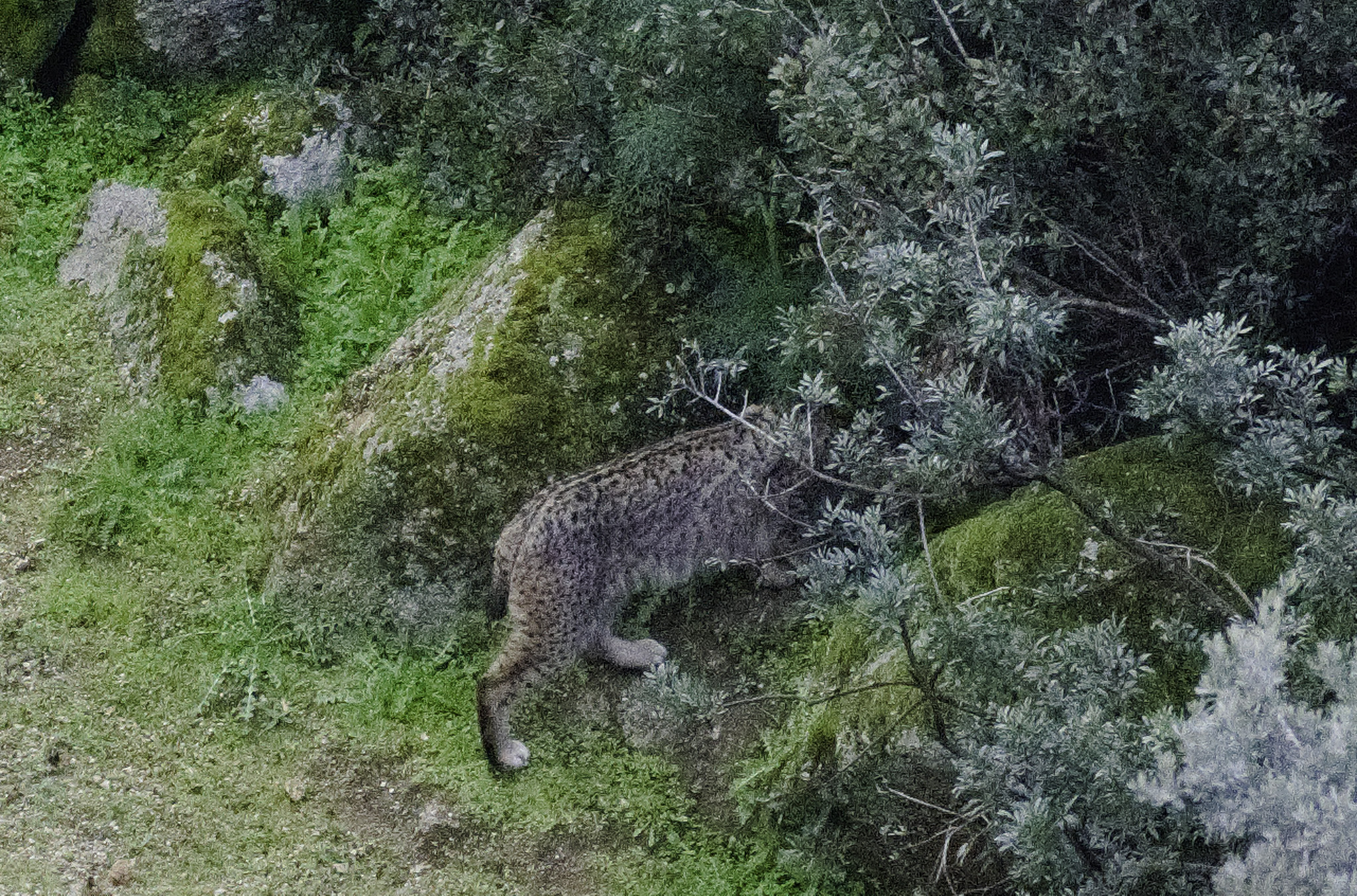 The rear end of an Iberian Lynx is sticking out of a green bushy area