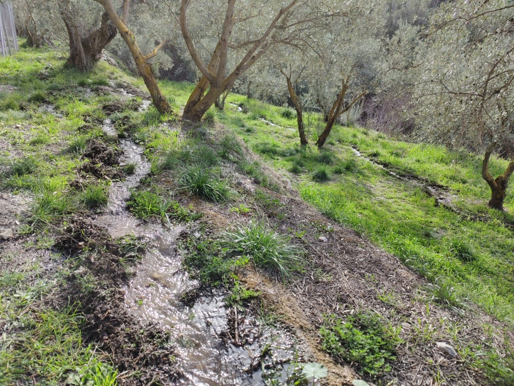 A water channel winds it way between olive trees on a grassy green terrace