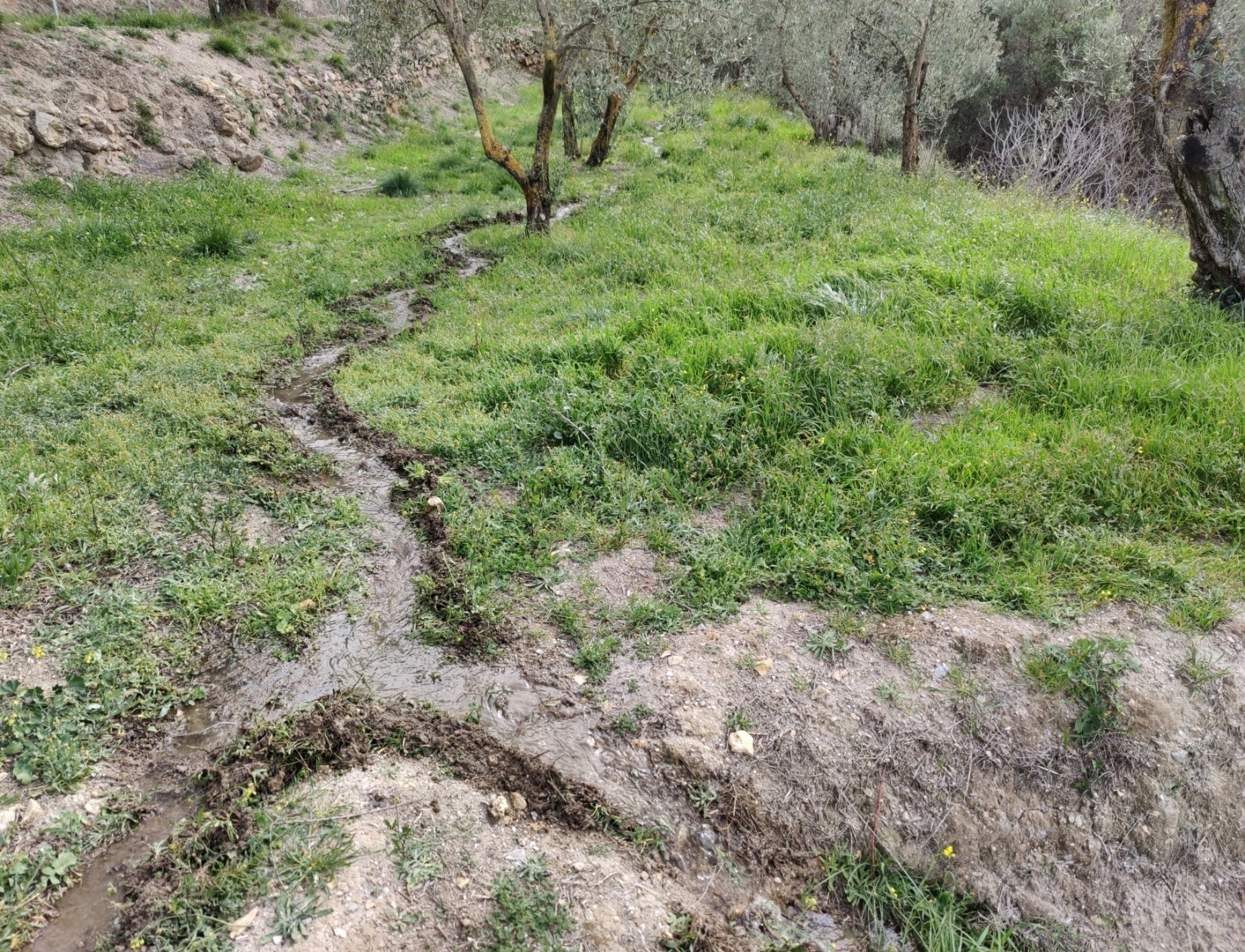A water channel winds it way between olive trees on a grassy green terrace