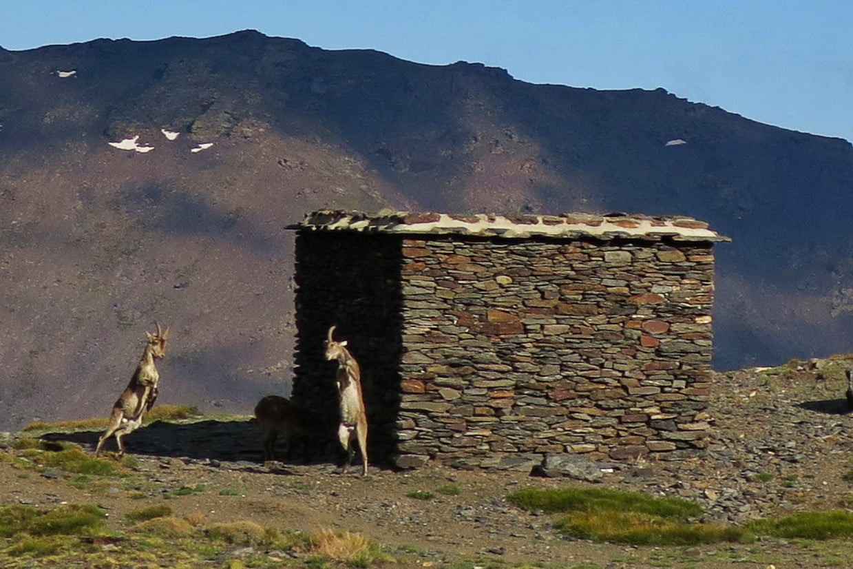 Two Spanish Ibex stand and are about to clash heads next to a small mountain hut