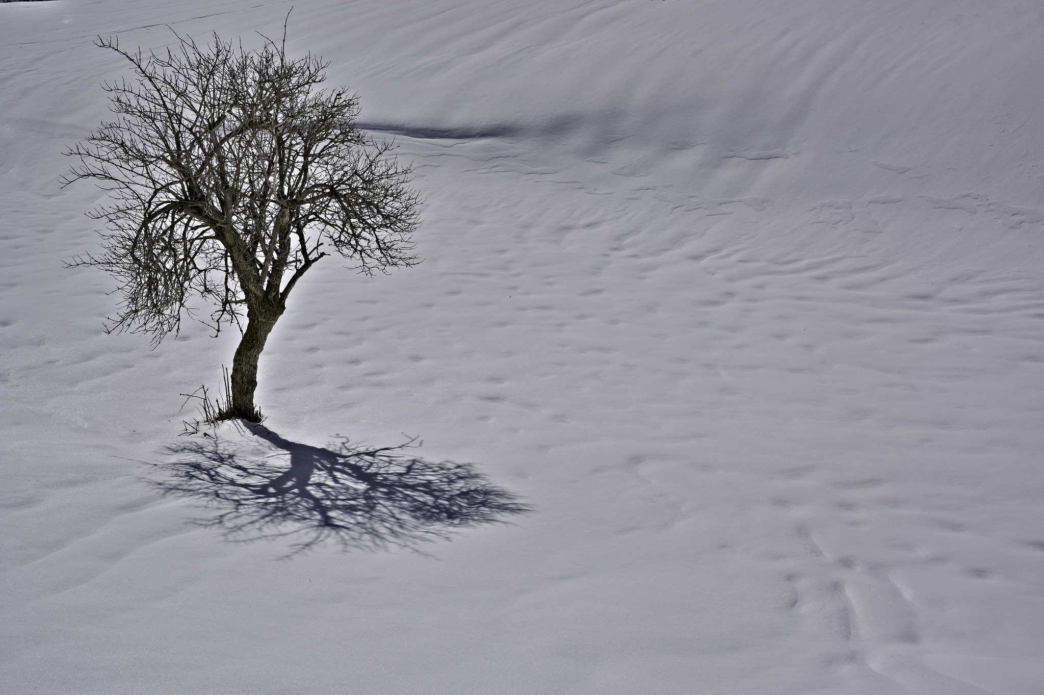 A threadbare tree stands in the middle of the snow. The snow surface has textures. The tree sens a shadow from the sun into the snow