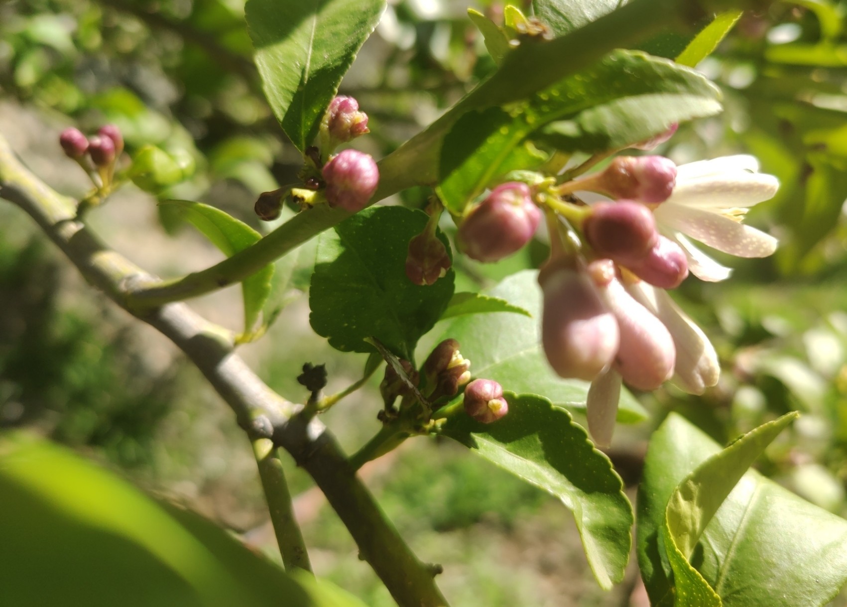 Lemon buds on a tree surrounded by green leaves