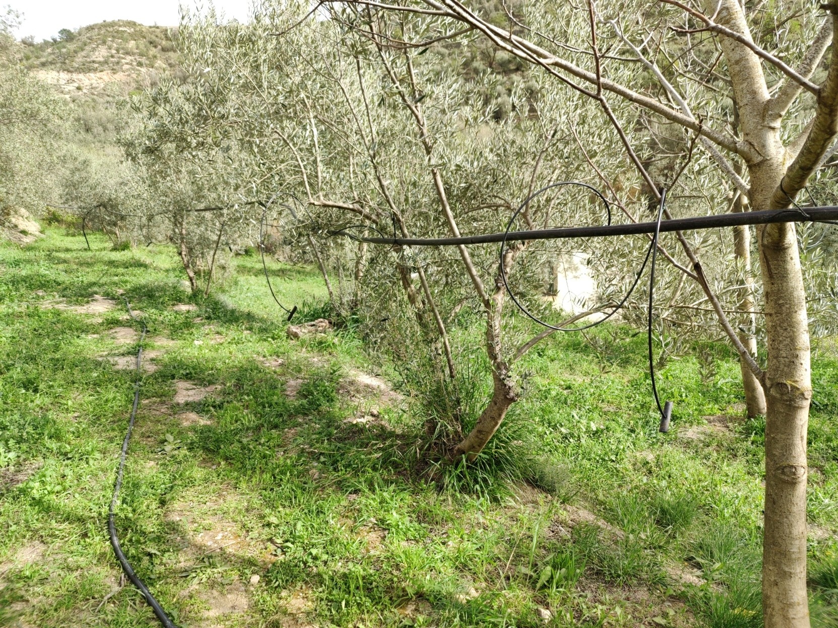 A line of olive trees stands on a grassy terrace. A black pipe connects to all the trees