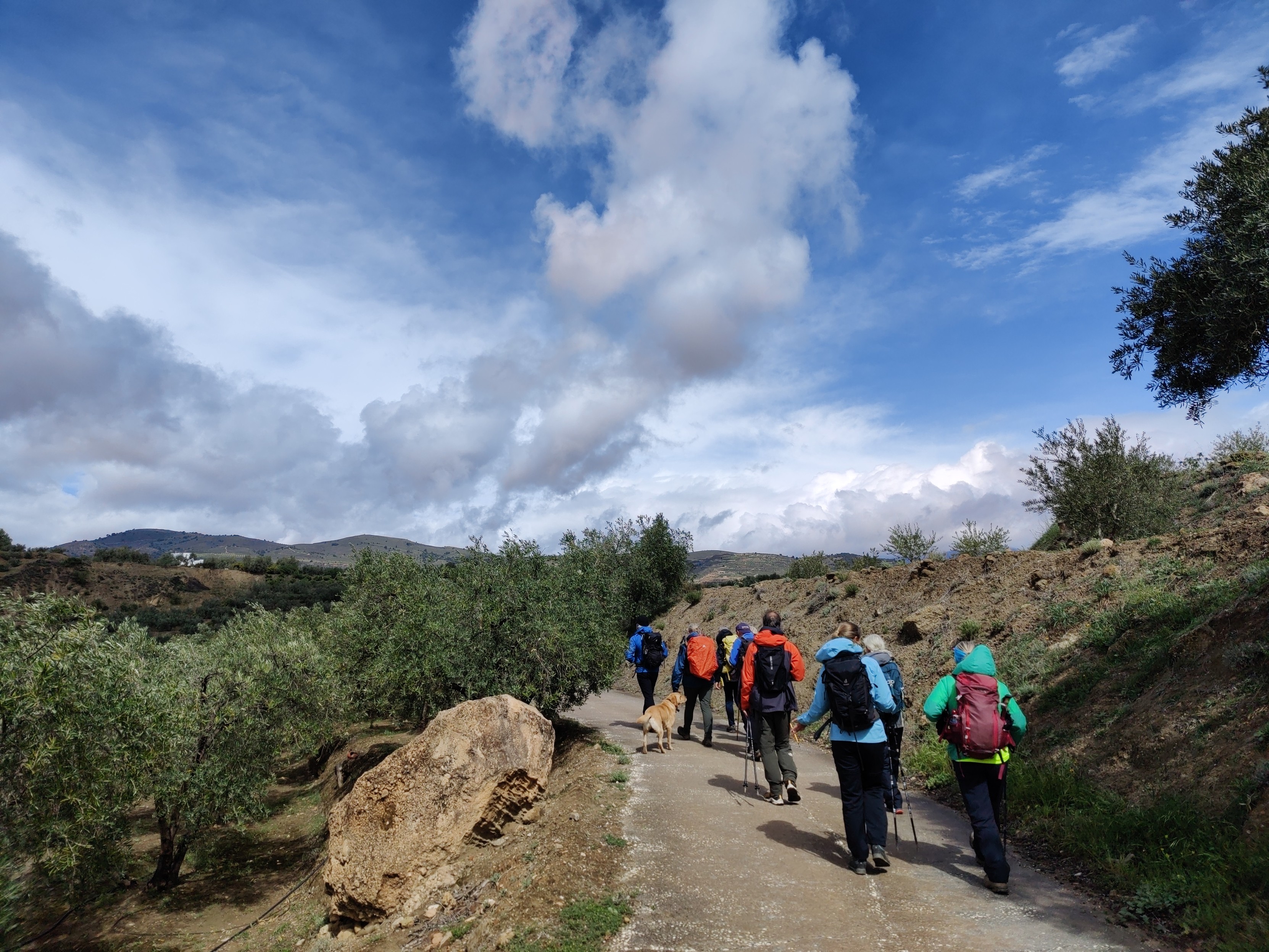 A group of hikers pass along a road bordered by olive trees. Above some blue sky and white clouds