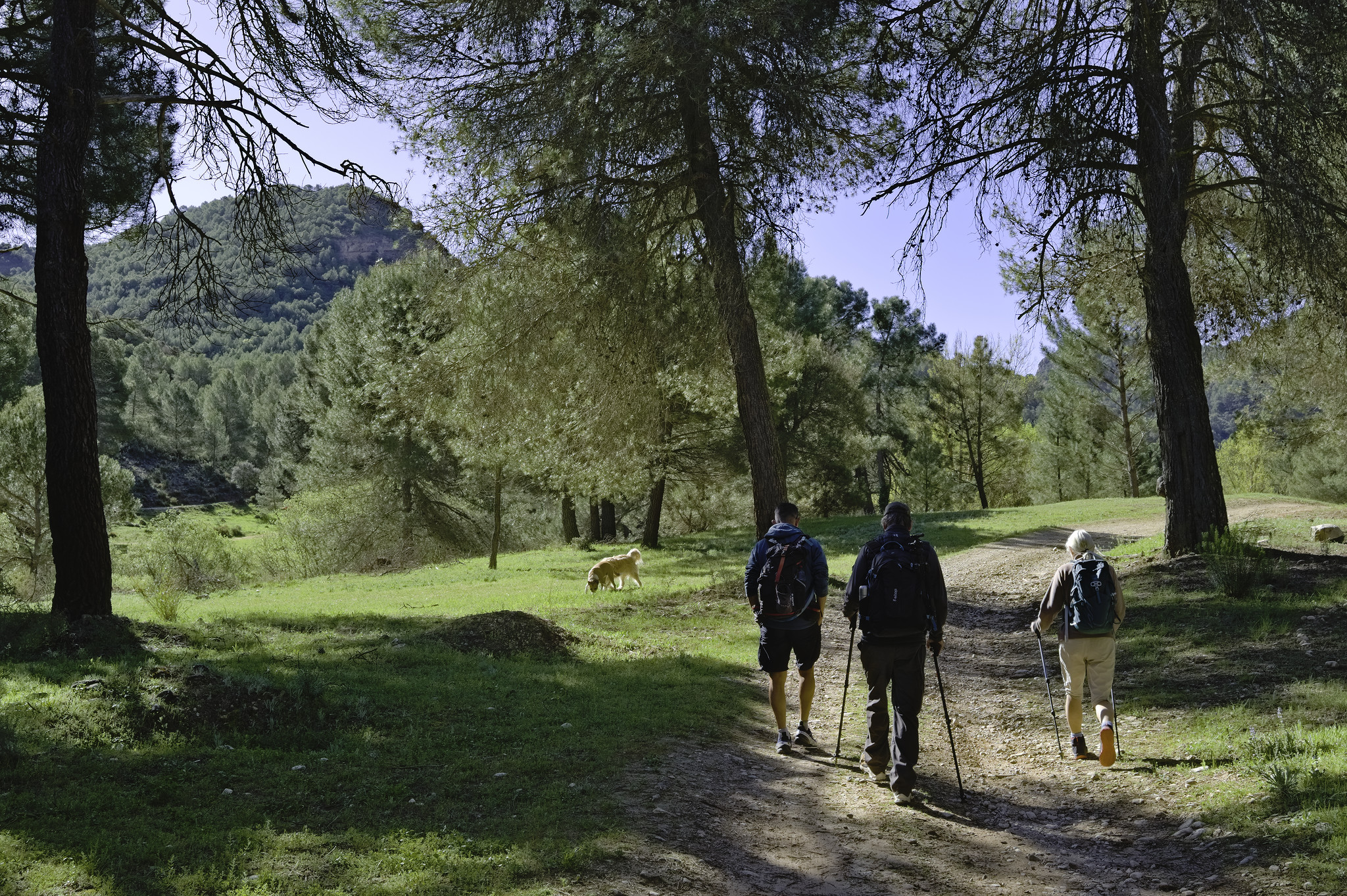 3 people walk through some lovely woodland scenery with green grasses and pine trees