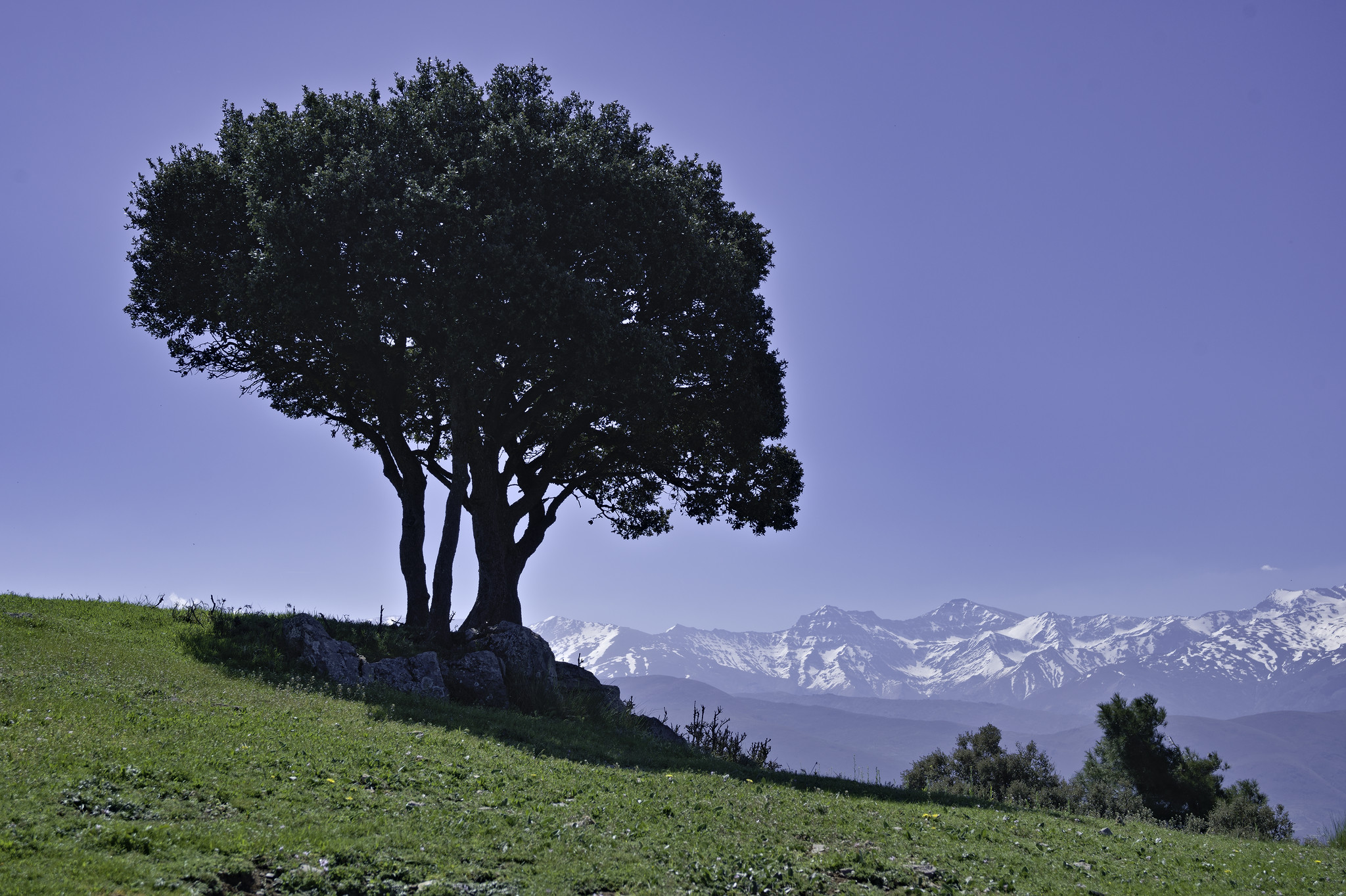 A solitary tree sits on a grassy hillside with blue sky above and distant views to snow capped mountains