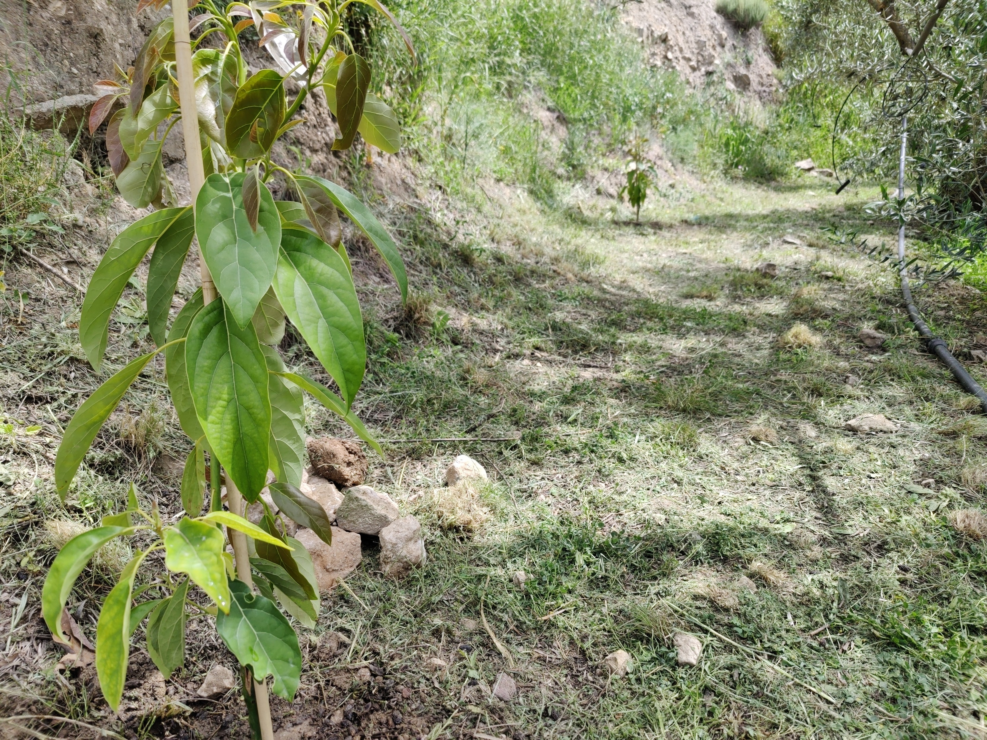 A green leafed plant is on the left hand side of a narrow terrace. There is another one in the distance
