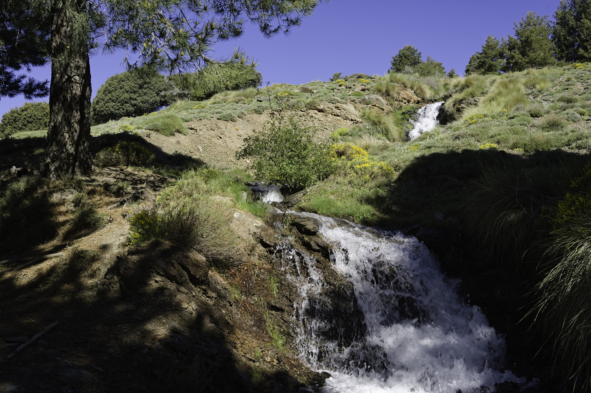 A fast flowing stream drops from up high and passes between green grassy banks. Blue sky above and a large tree on the left