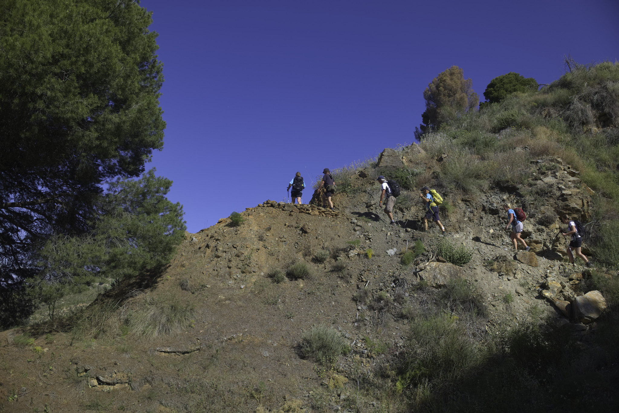 Hikers walk up to the skyline along a track. To the left is a large tree, blue sky above
