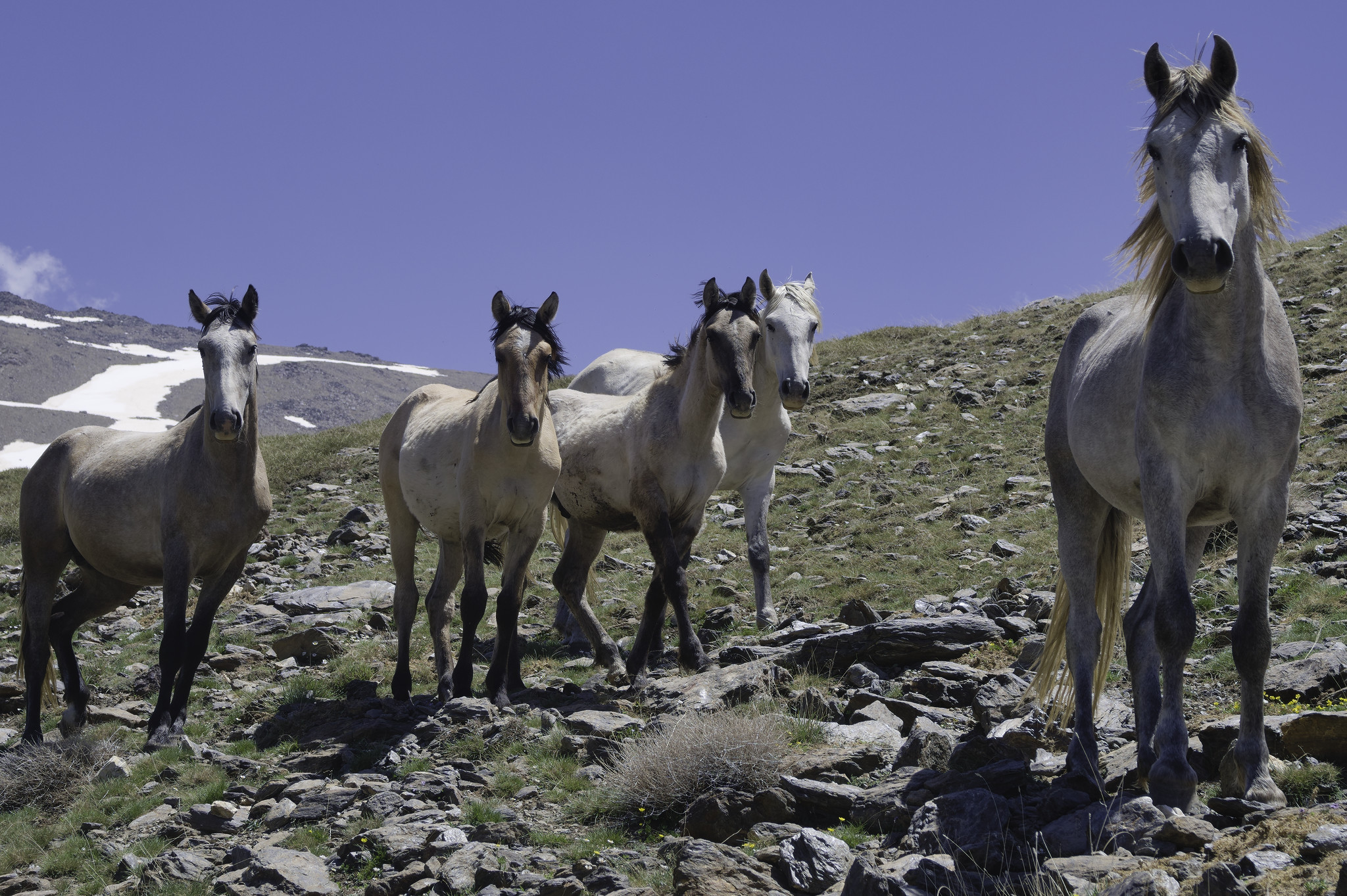 5 white wild horses gather on a mountainside.
