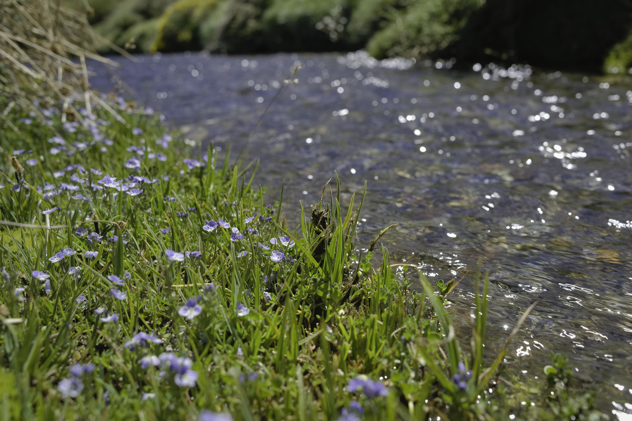 Lots of "Helianthemum appenium" on the bank of a stream