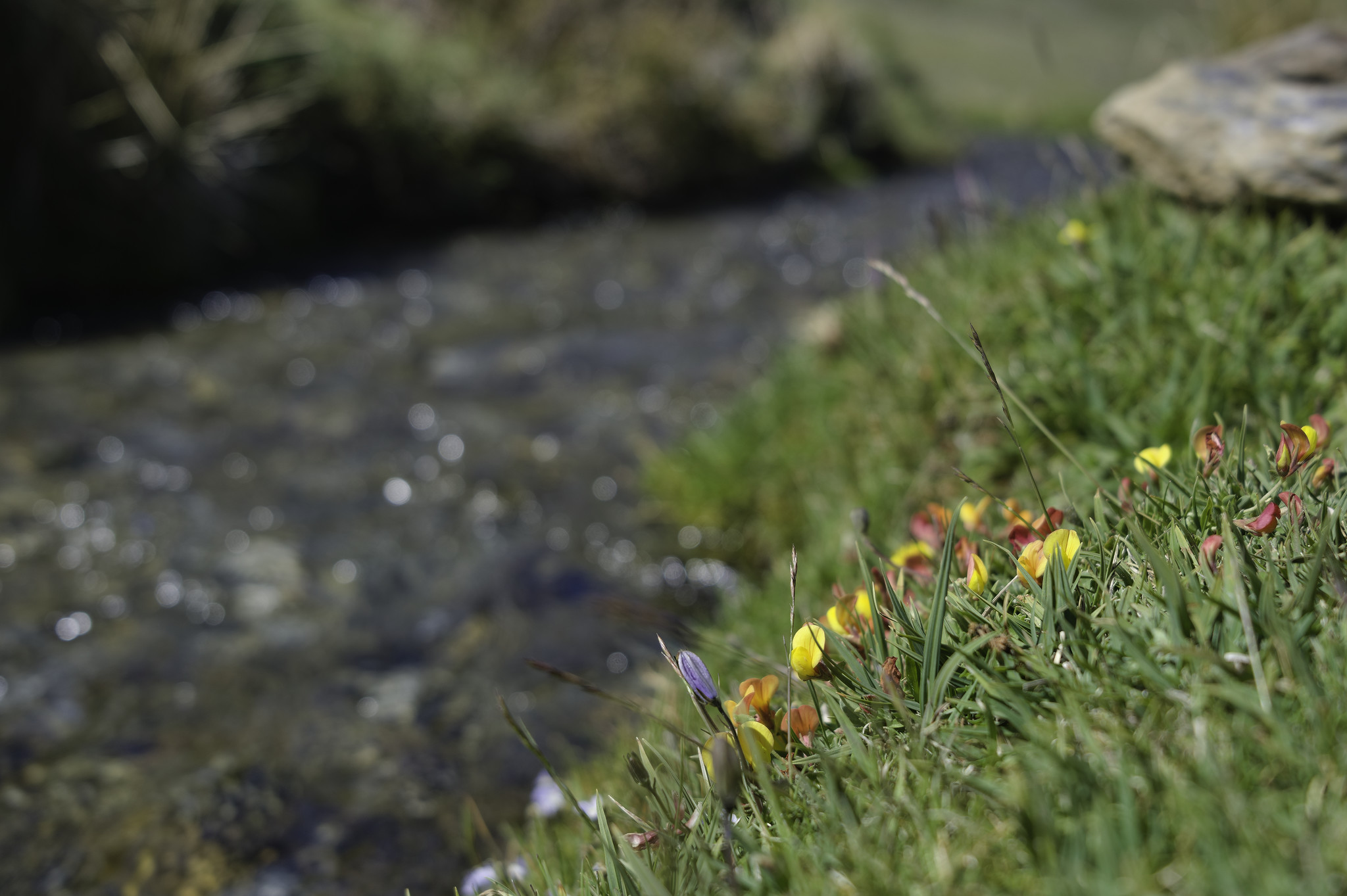 A small yellow/red wildflower sits aside a stream bank. "Genista versicolor"