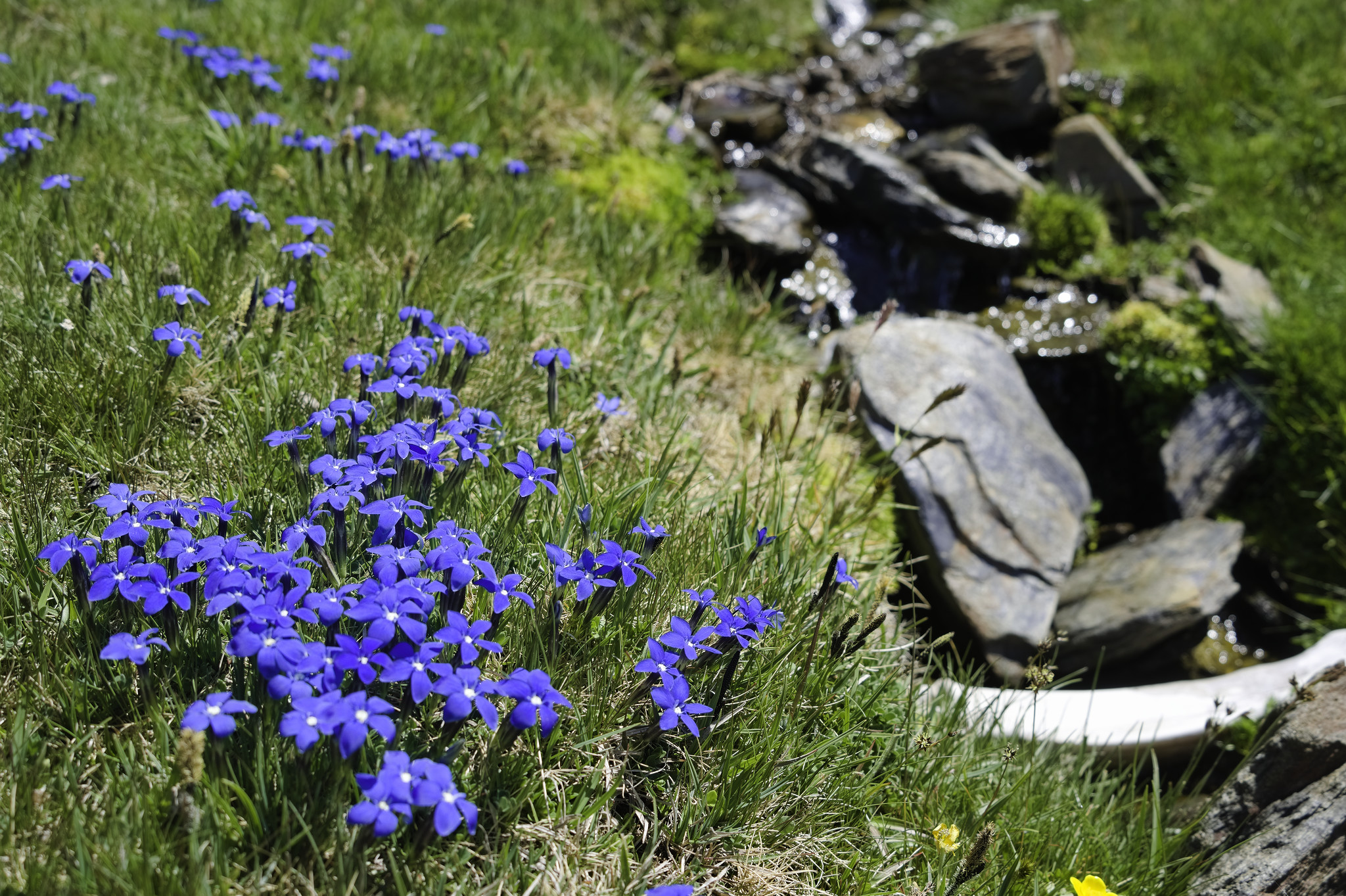 A large area with the blue gentian "Gentiana Sierrae"
