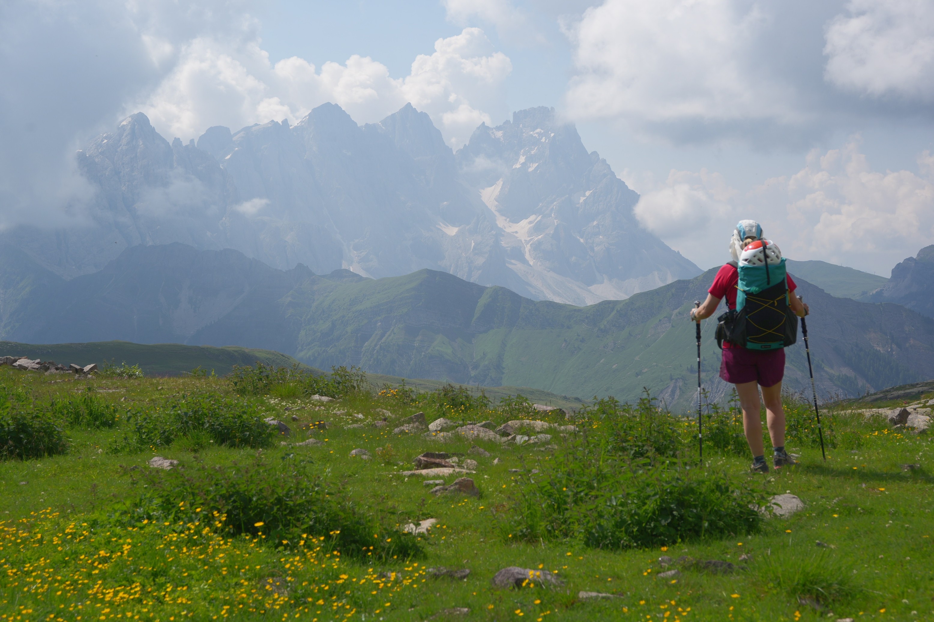 Approaching the Pale di San Martino mountains. Wild flowers in a green meadow