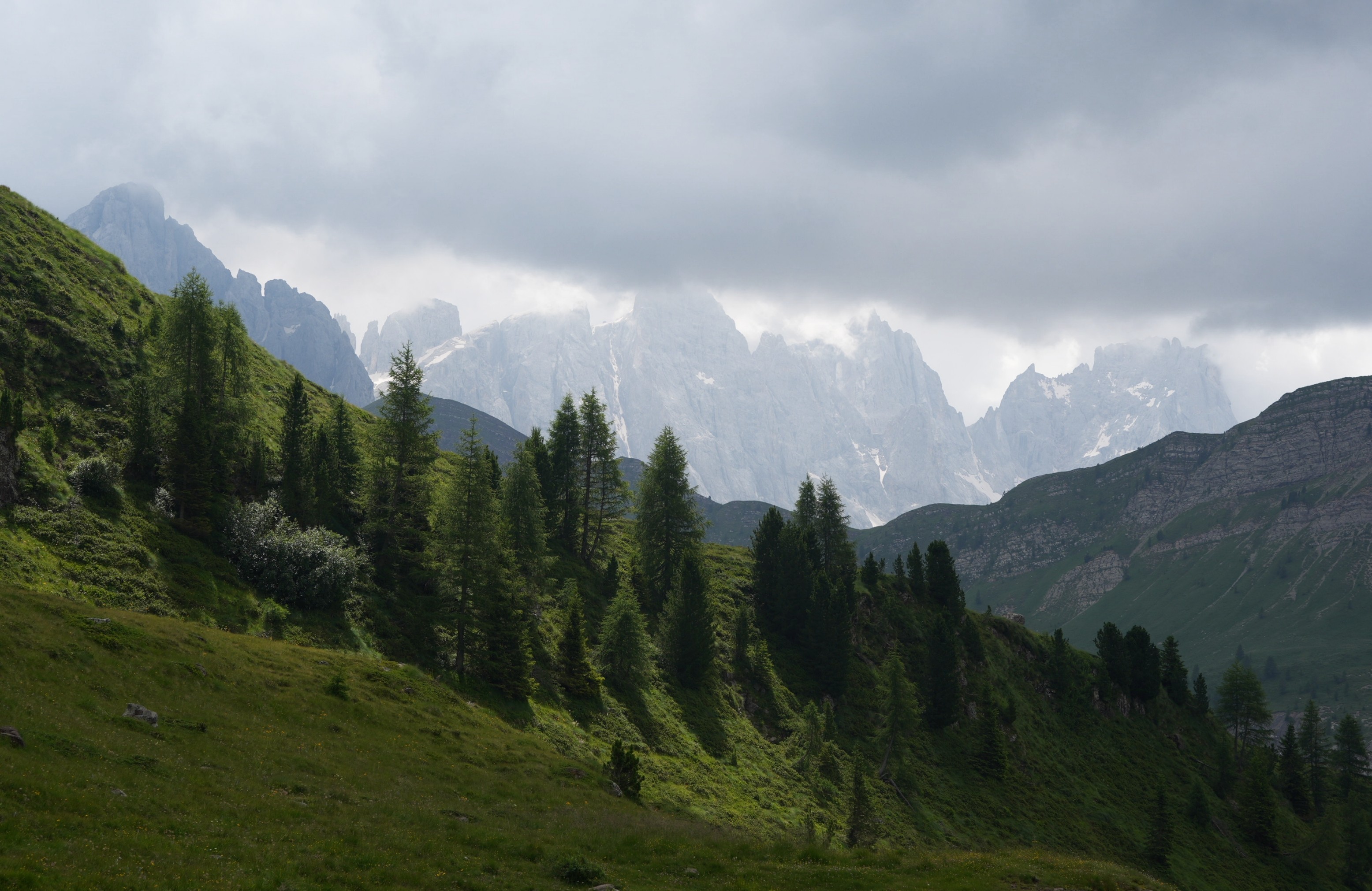 Rays of light between pine trees with a mountain range behind