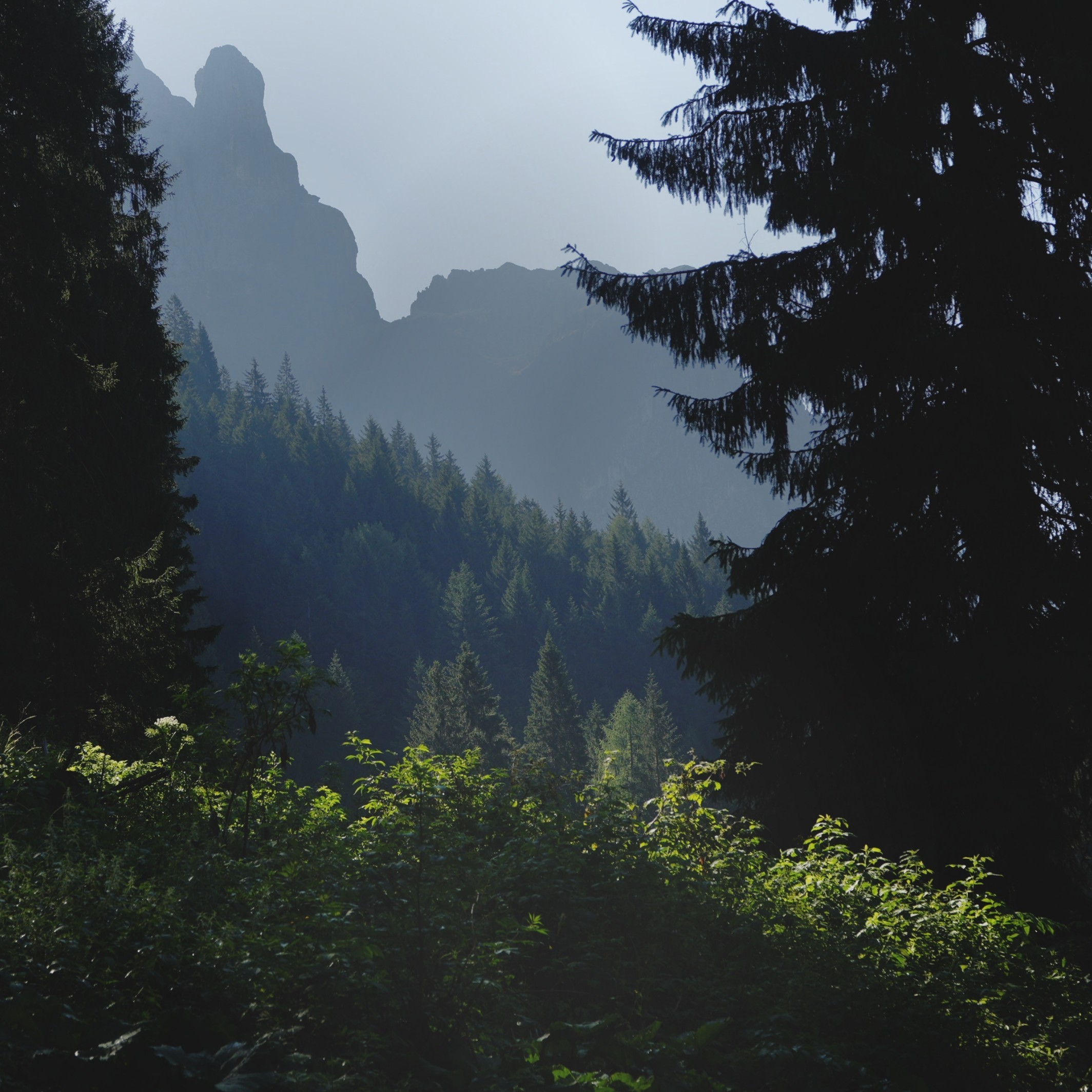 Layers of green grasses and trees stretching into the distance. The grass in the foreground is illuminated by the morning sun
