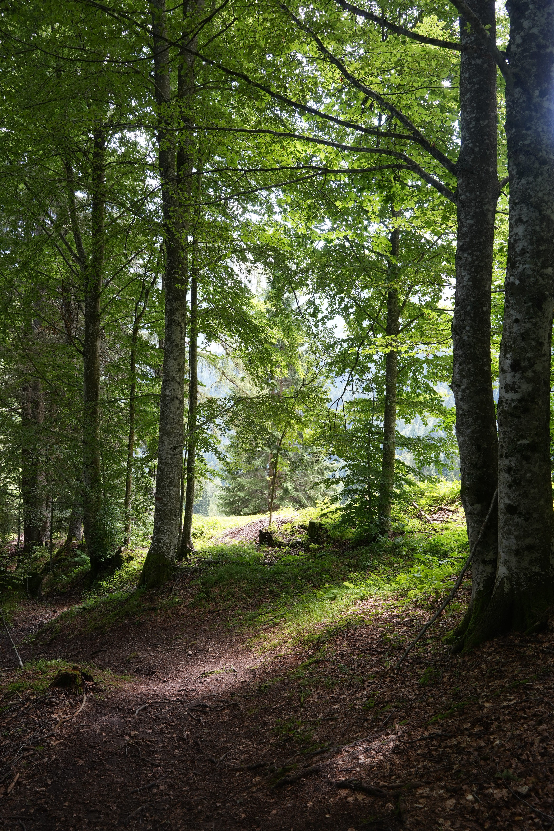Forest with lovely light coming through