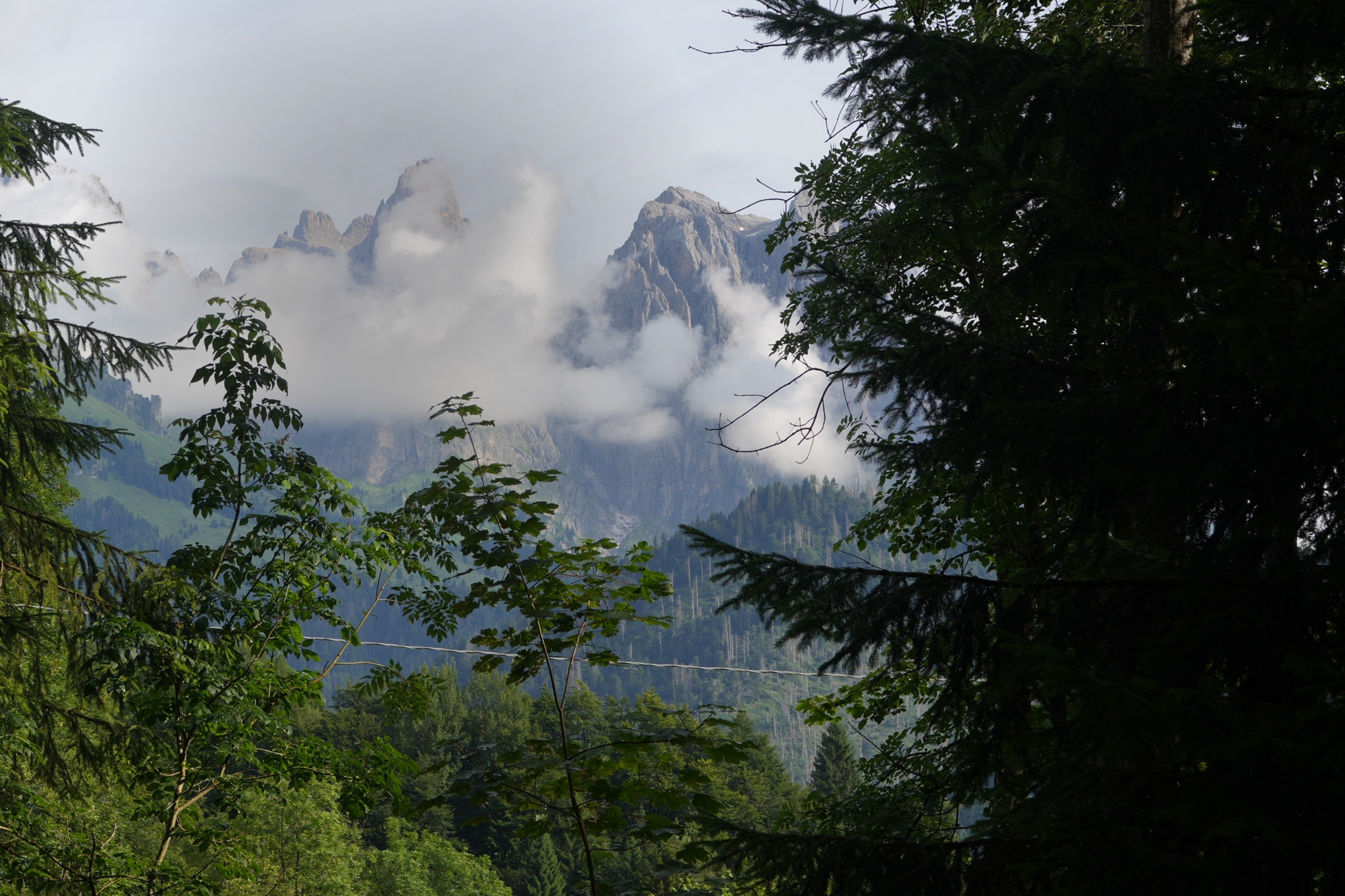 To the left of a dark tree are green forest tops and a background of mountain peaks with cloud interspersed in their summits