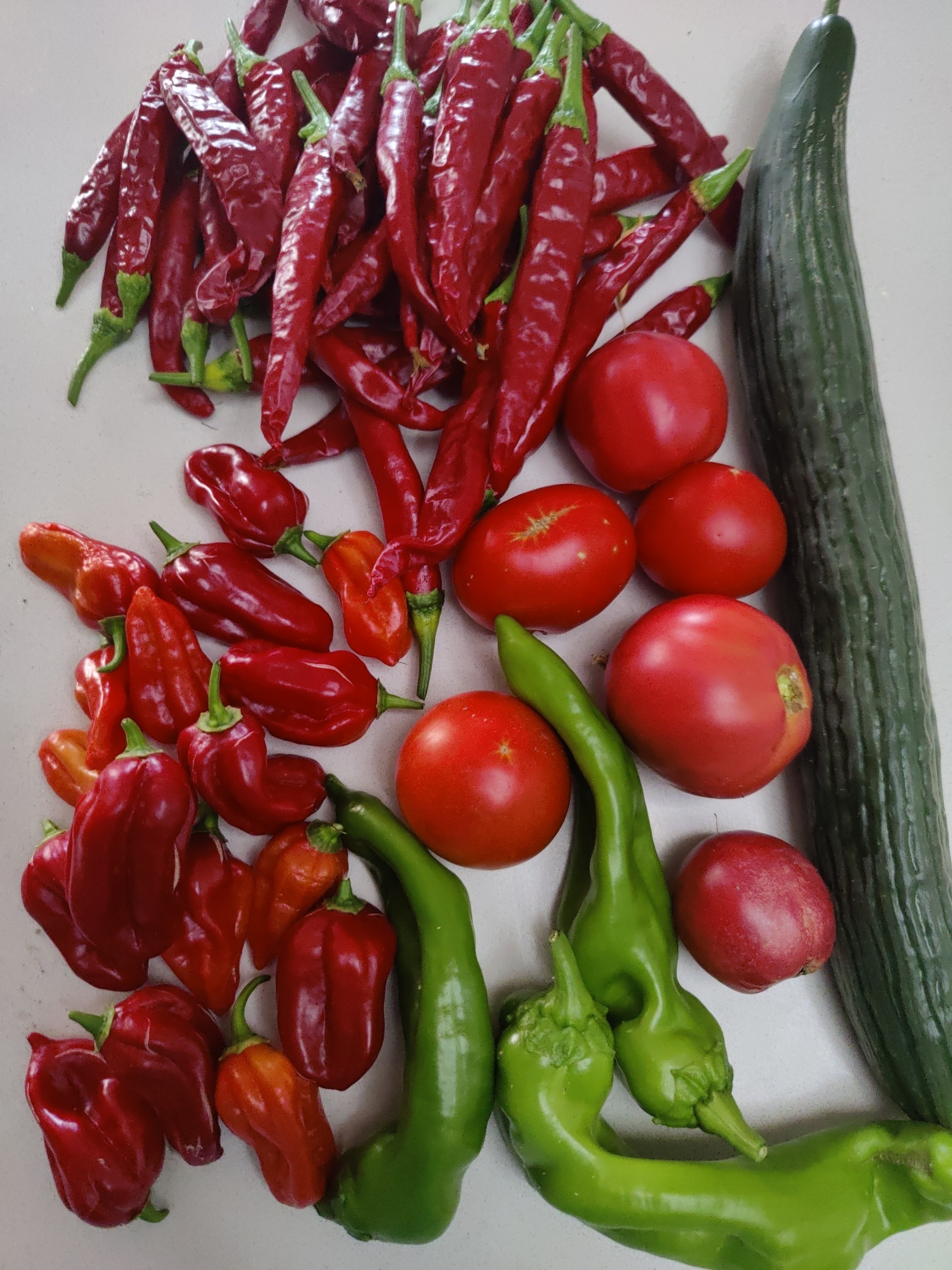 Mixture of red and green vegetables picked from the garden