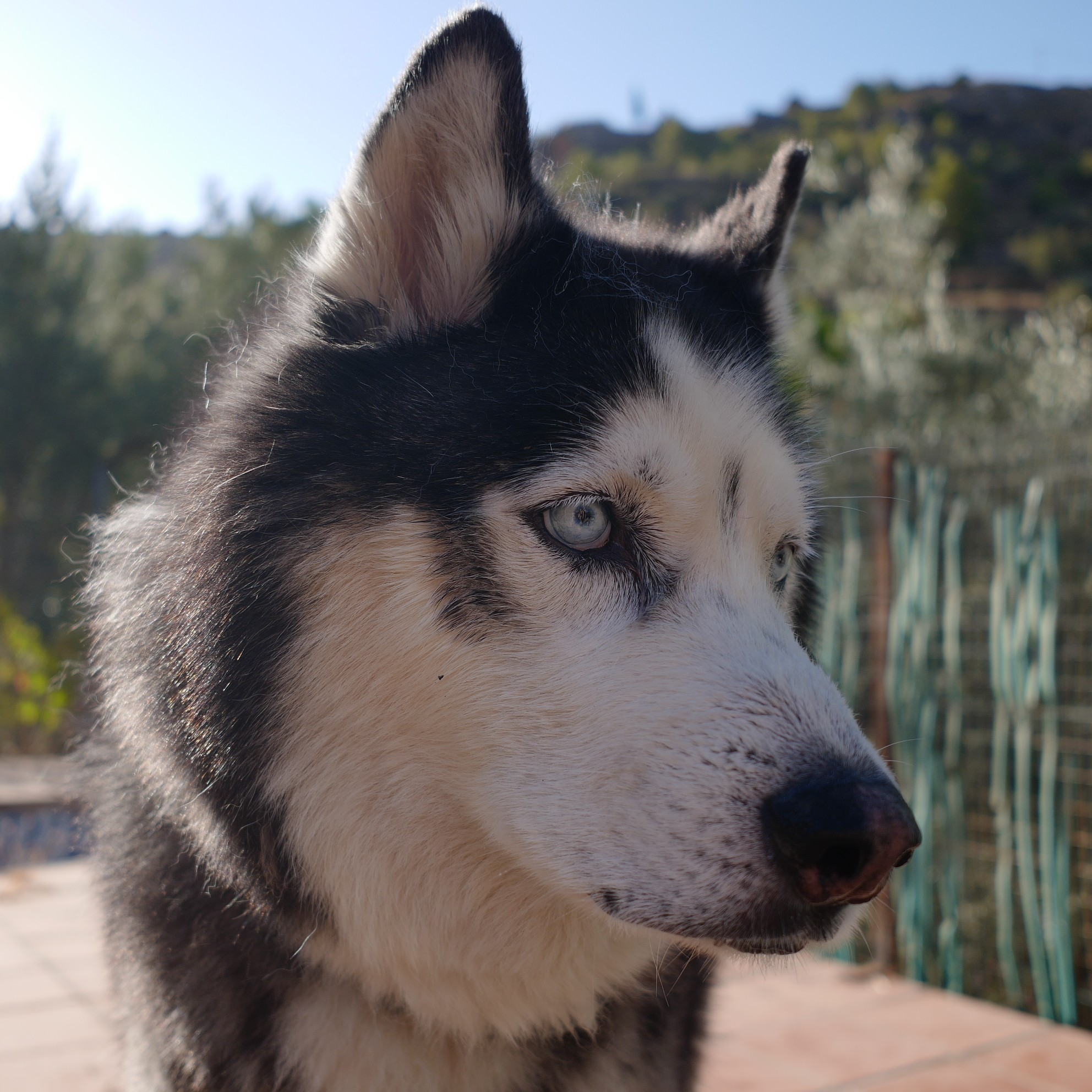 A husky/malamute cross with blue eyes looks away from the camera