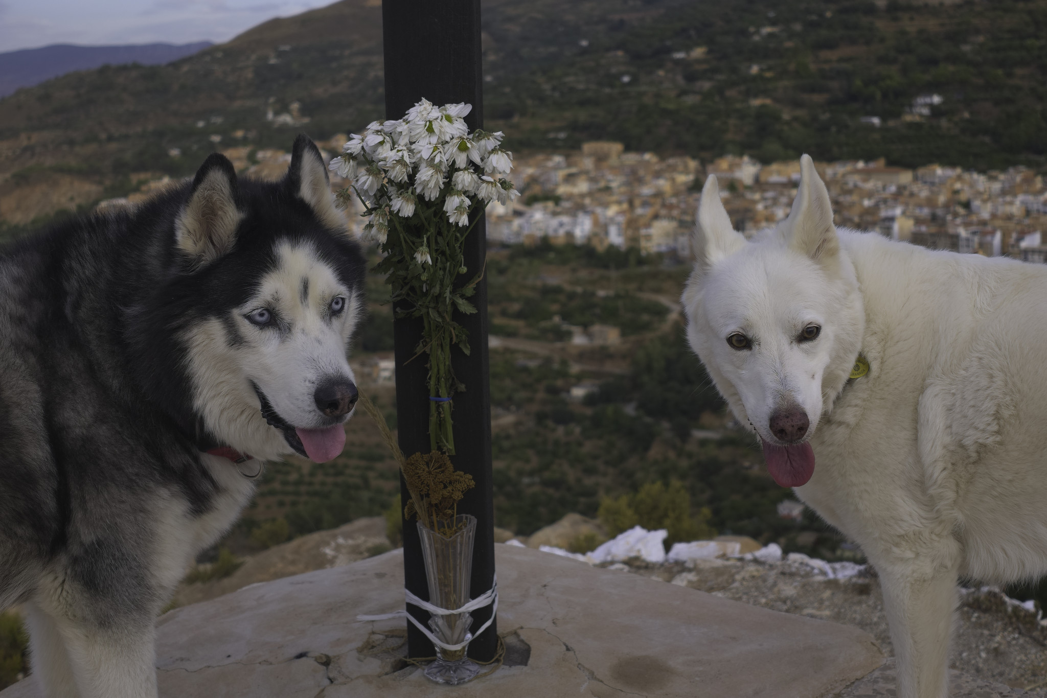 A husky and white dog stand at the base of a flowered cross with the outlines of a town beyond.