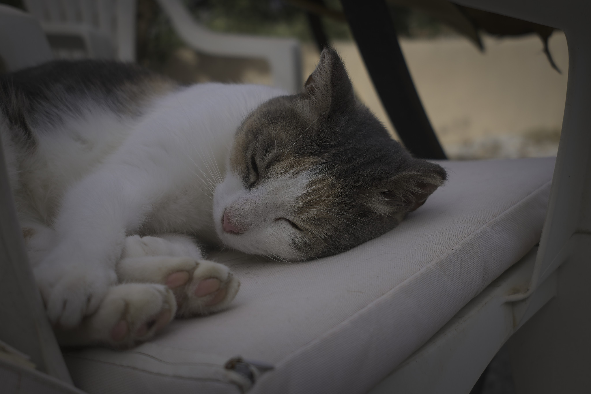 A small brown and white cat sleeps with legs curled up on a chair