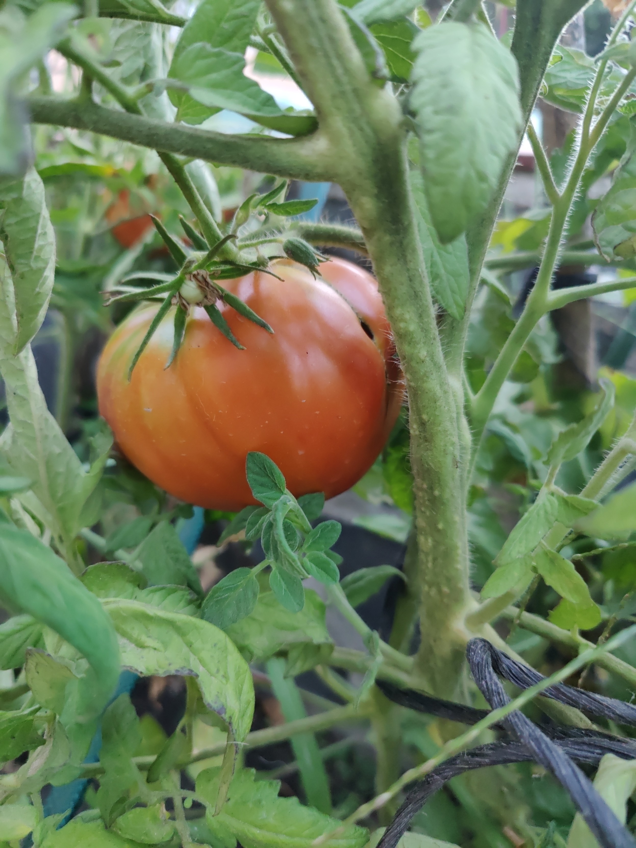 A huge tomato hanging on the vine
