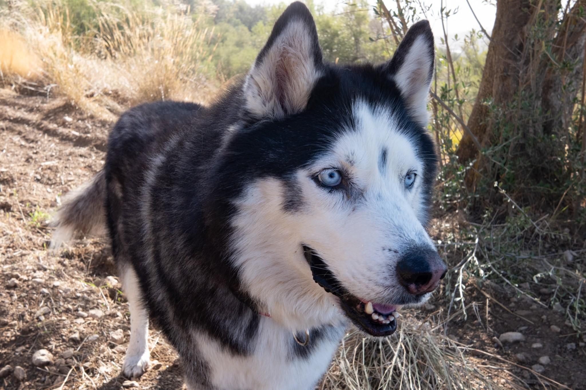 A Siberian husky/malamute cross with blue eyes and a smiling face