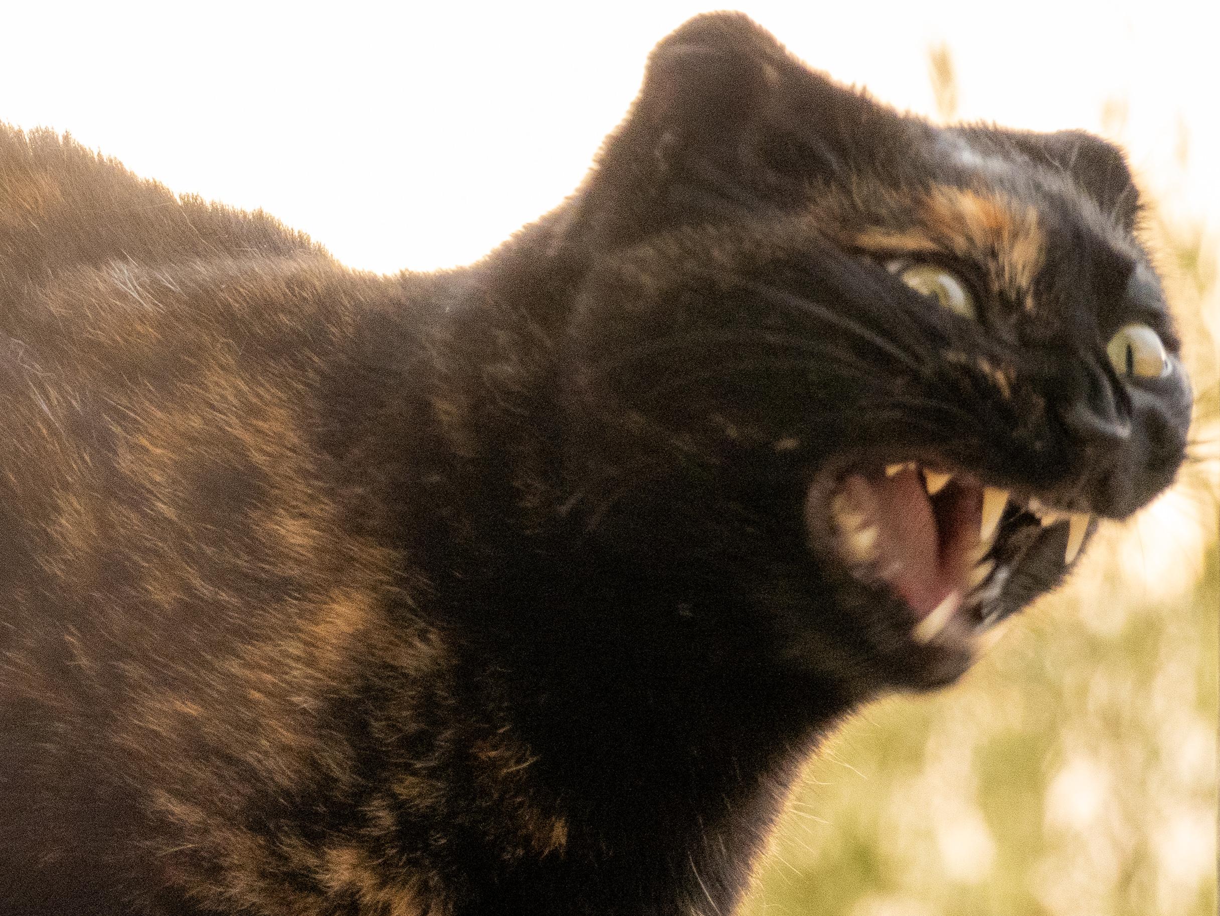 A cat with mouth open and scary looking wild eyes and teeth