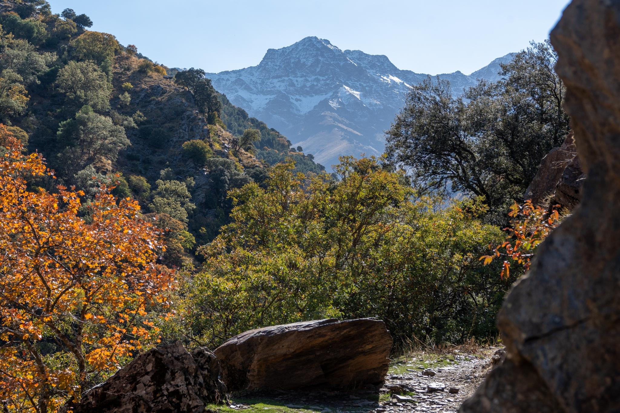 Colorful autumn trees stand alongside a trail. Above rise some snow clad peaks