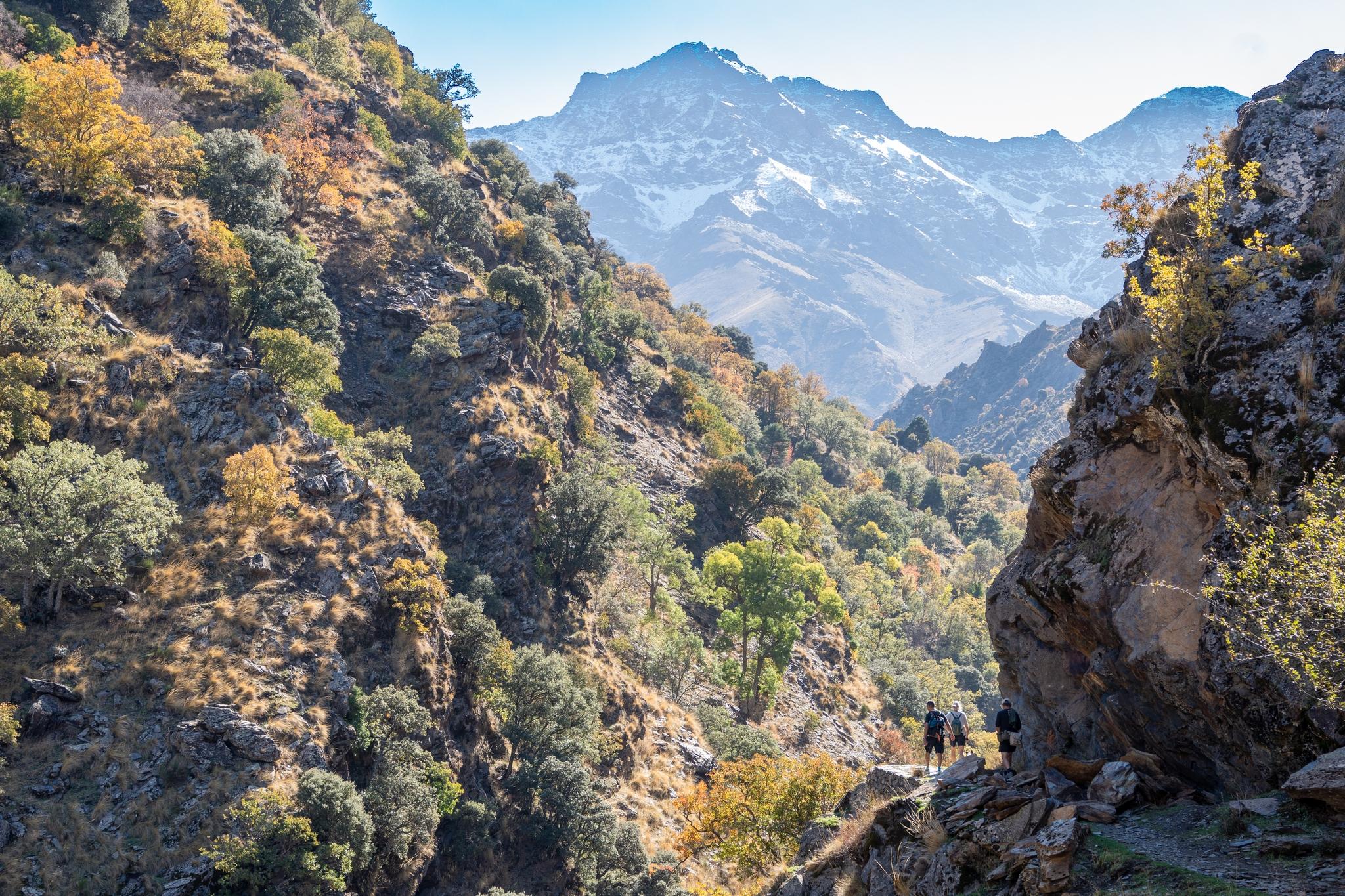 Colorful autumn trees stand alongside a trail. Above rise some snow clad peaks. Two people are seen on the trail