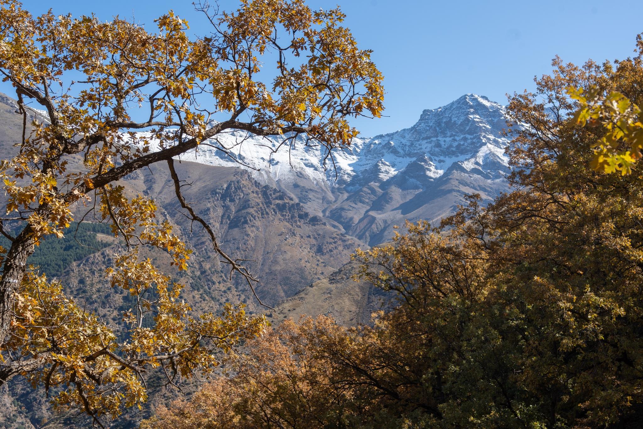 The mountain of Alcazaba with snow covering rises between a golden forest of trees