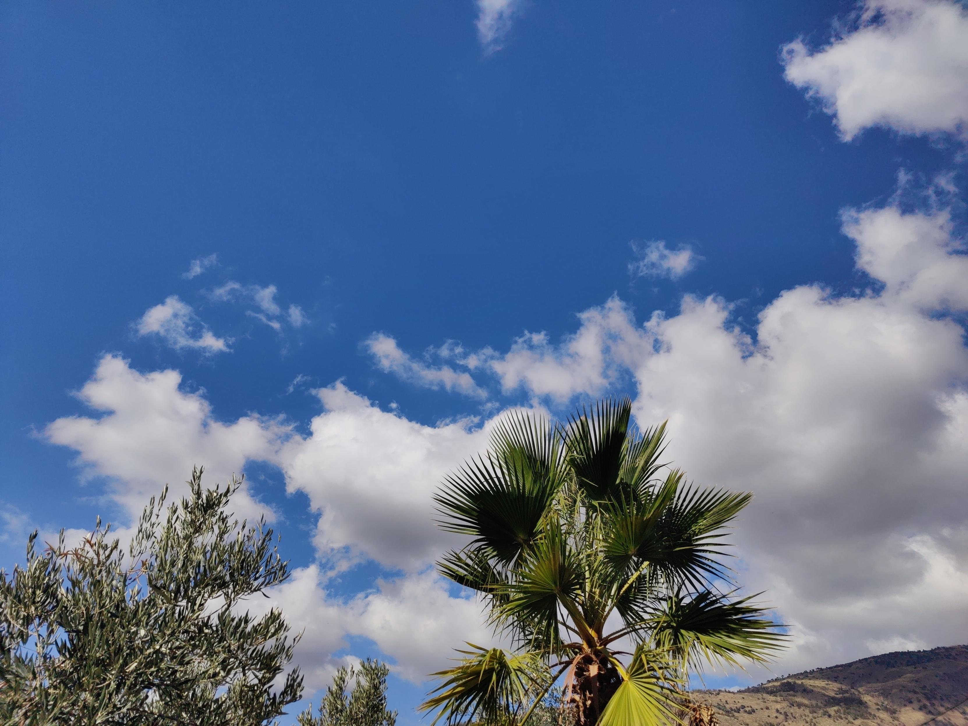 Top of a large cactus tree with fluffy white clouds and blue sky above