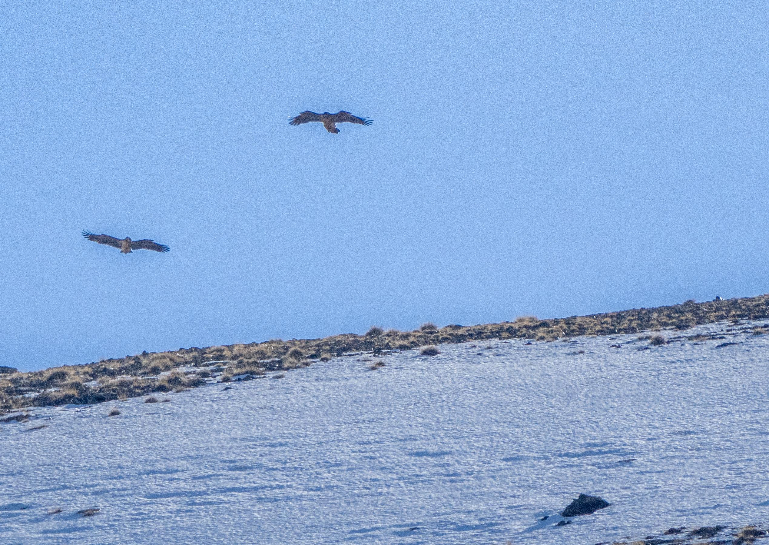 Two bearded vultures soar above a snowy mountain side