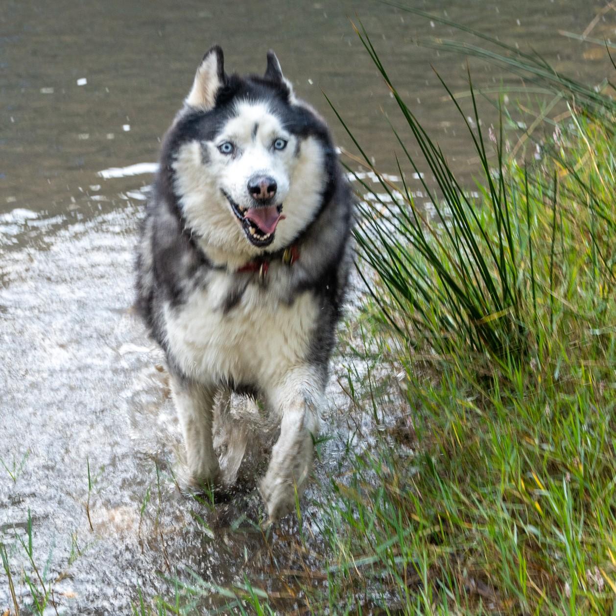 A Husky/malamute cross dog is splashing in the bank's of a river. Green reeds to the right