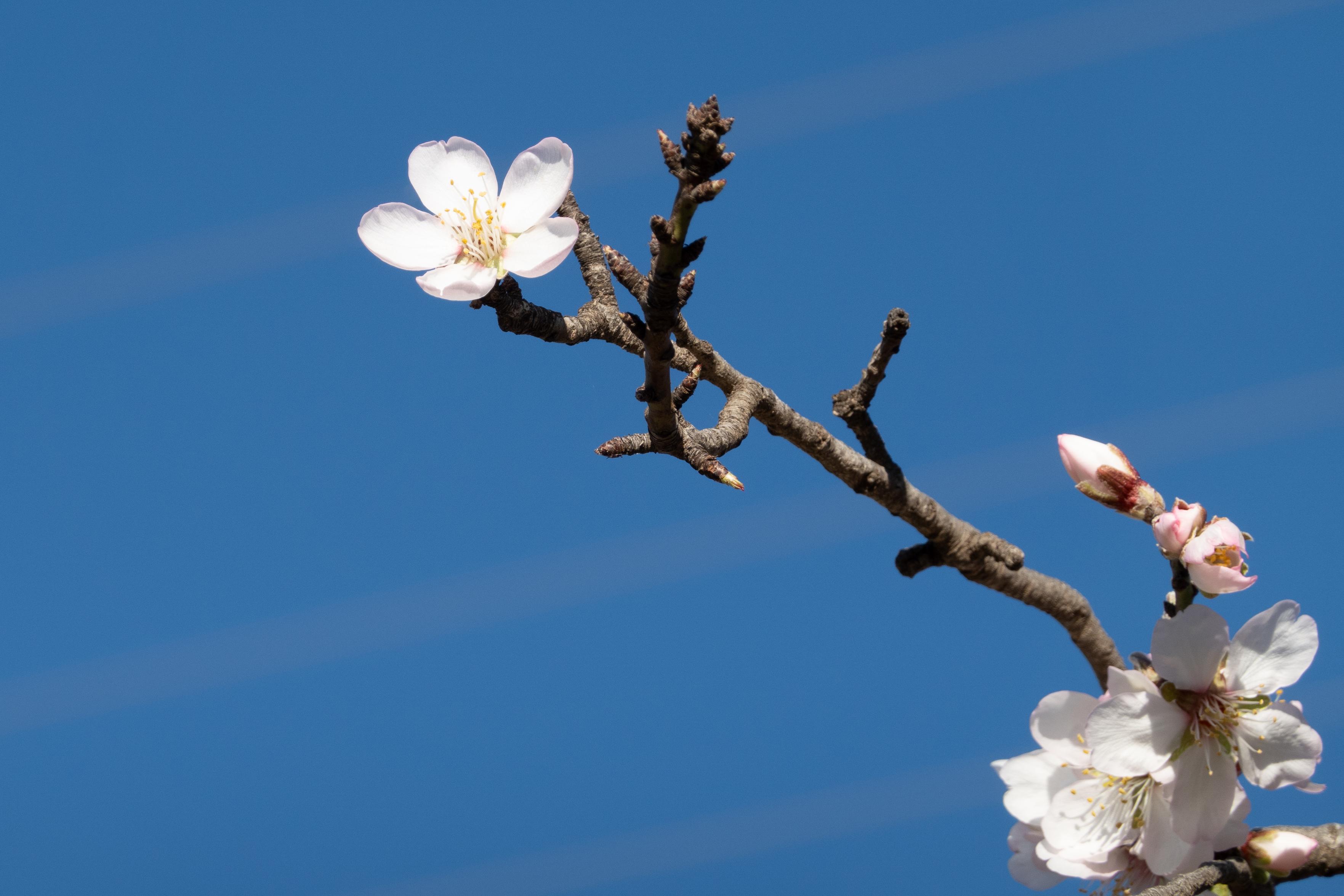 A few early season almond blossoms appear on the trees