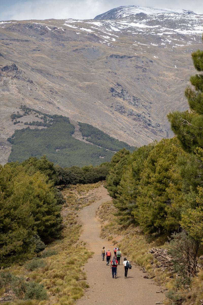 A group of hikers walk along a wide forest trail directly towards a distant mountain with snow on the summit
