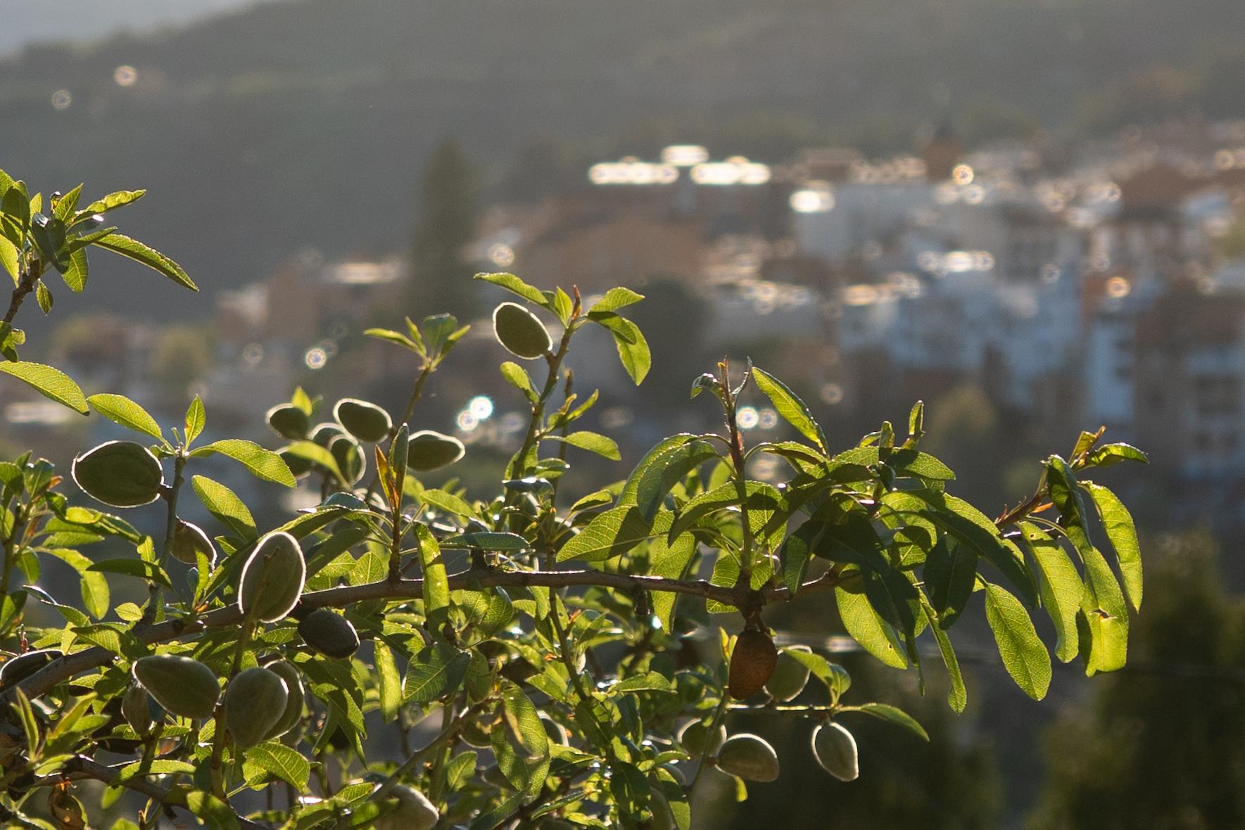 Almonds on green branches are highlighted in the sun. Behind the outline of a Spanish town, Lanjaron