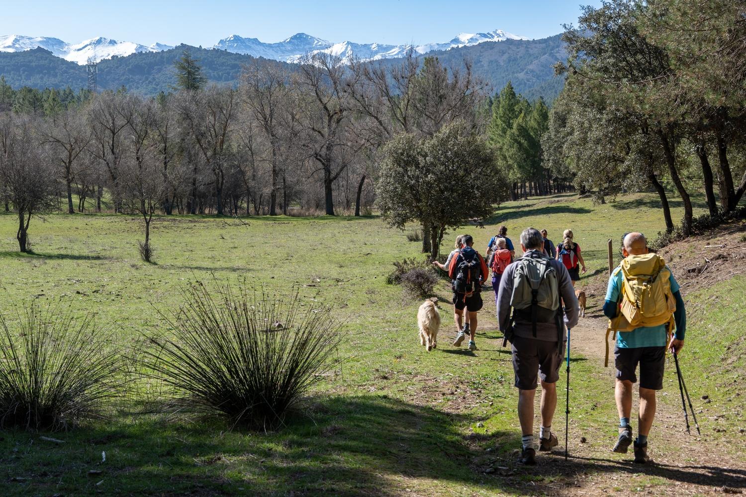Group walking along a green forest trail with trees and distant snow clad peaks
