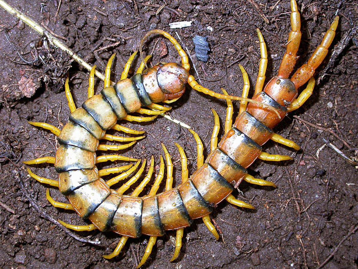 A 6 inch Scolopendra with black and orange stripes