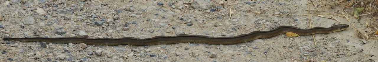 A long thin Ladder Snake with distinctive lines down it's back