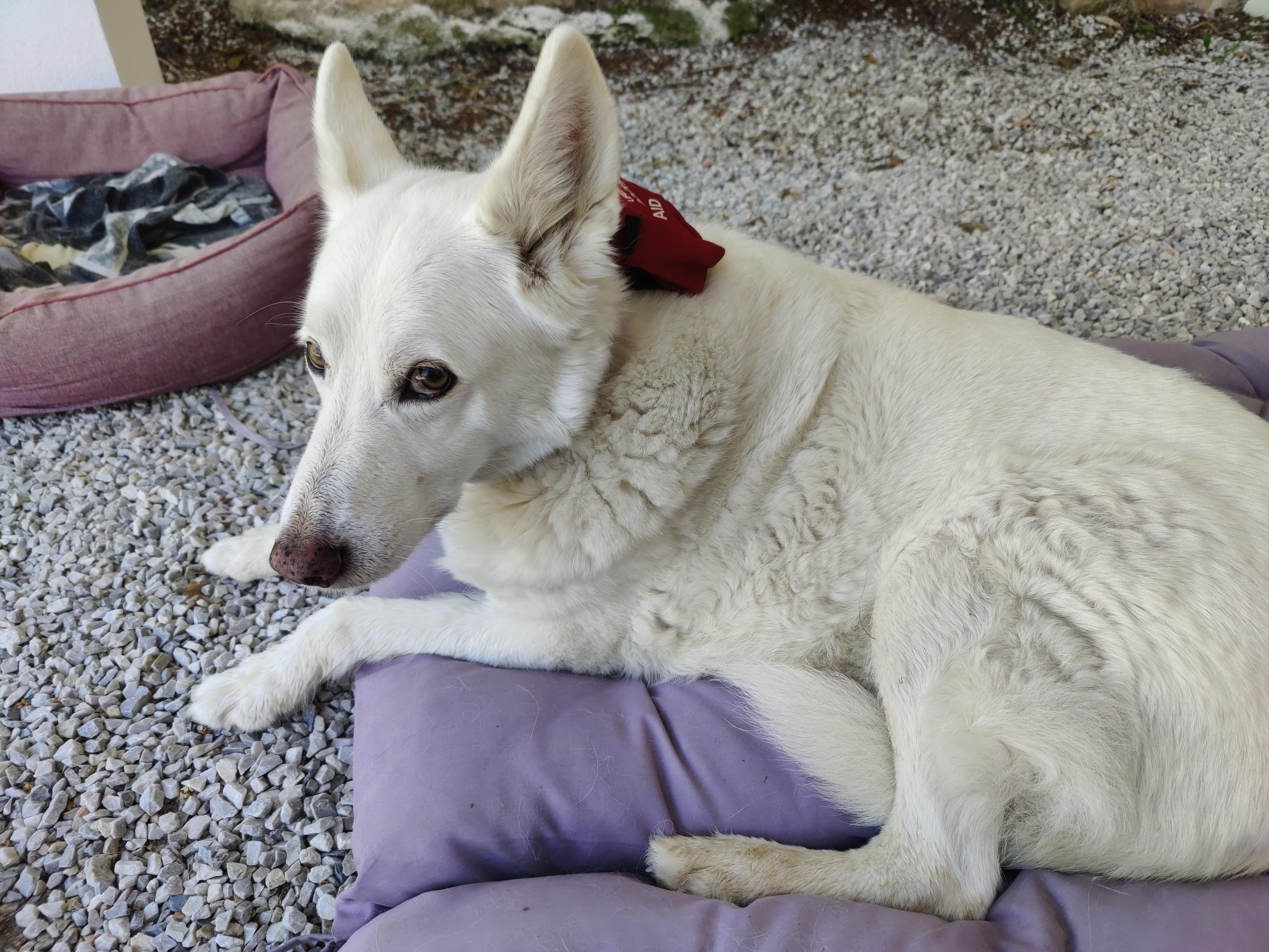 Suspicious look on the face of a white dog with pointy ears. She has a red pouch attached to her collar