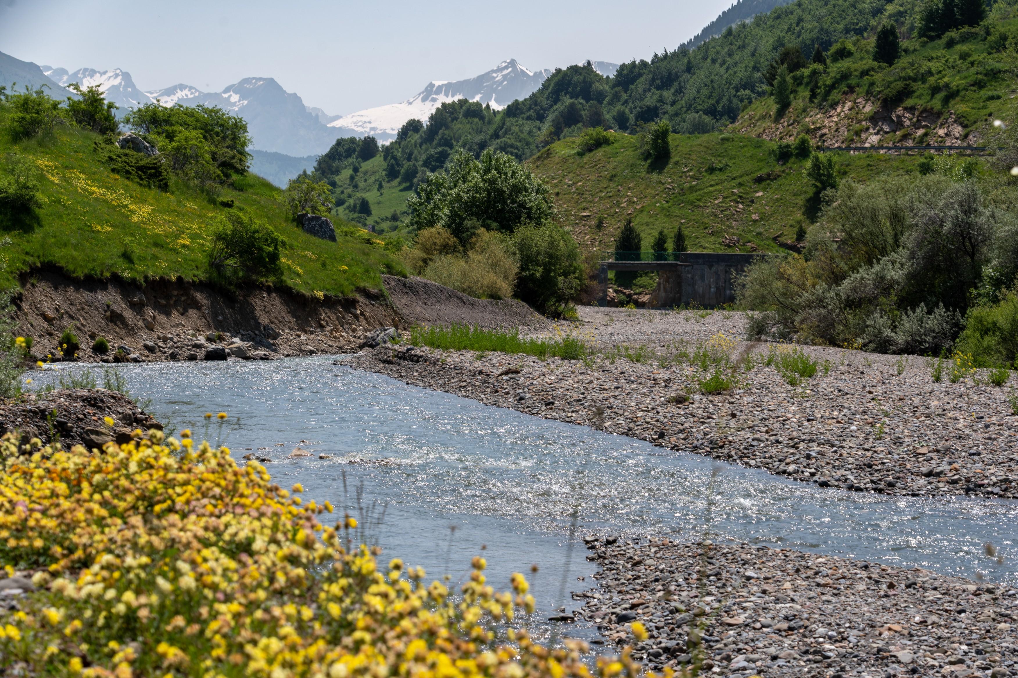 A gently flowing river with bright yellow flowers