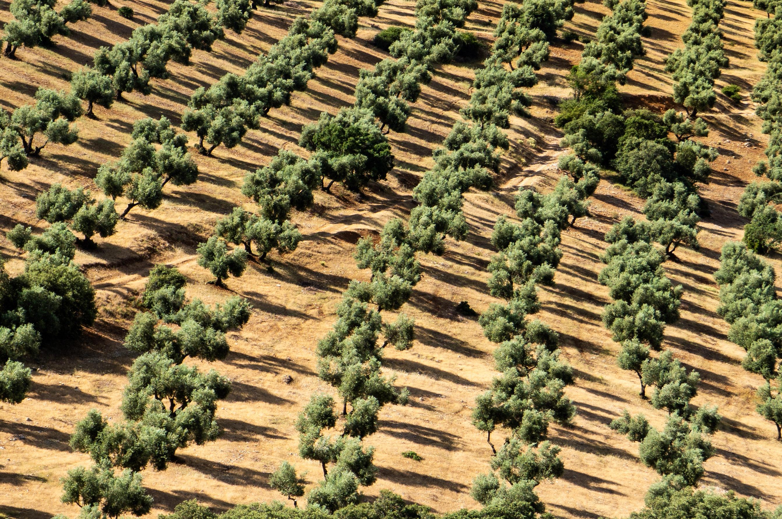 A field of olive trees  in the morning sun with their shadows uniformly reflected onto the orange earth