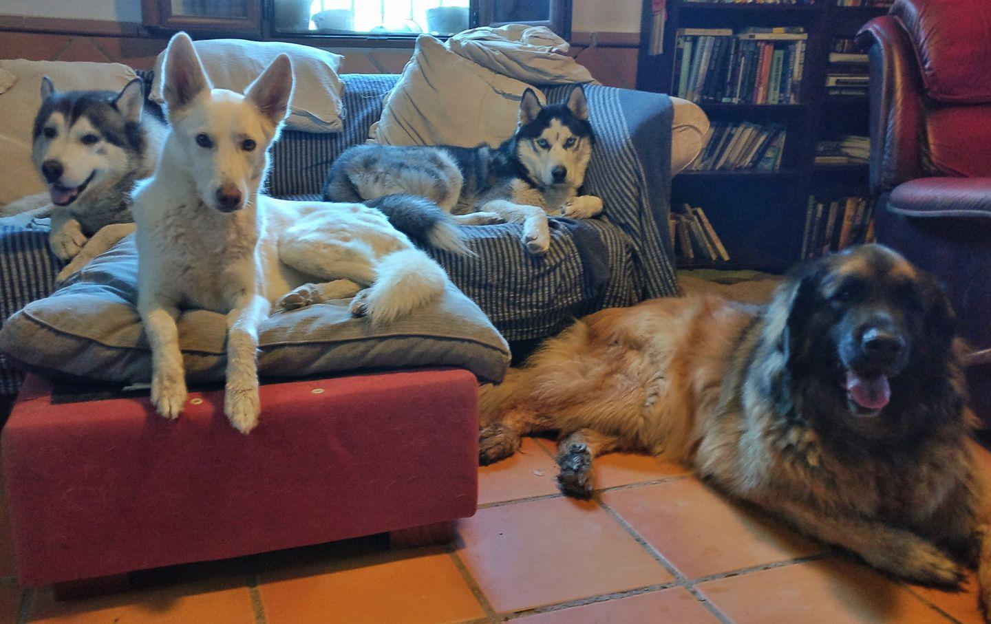 4 dogs sit on sofas in a lounge. Two huskies, a white shepherd dog and a big leonberger