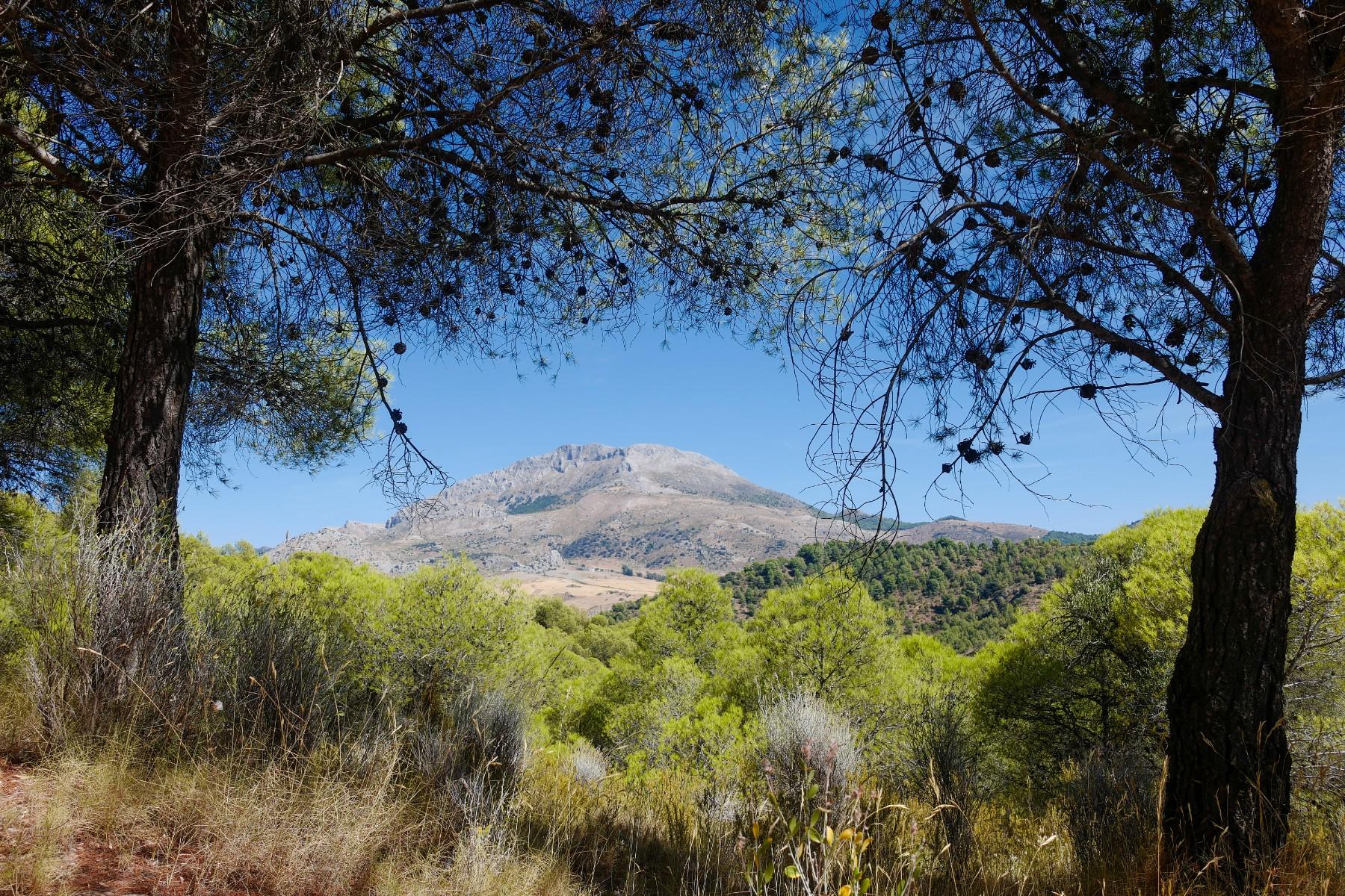 Stunning mountain scenery framed between two trees